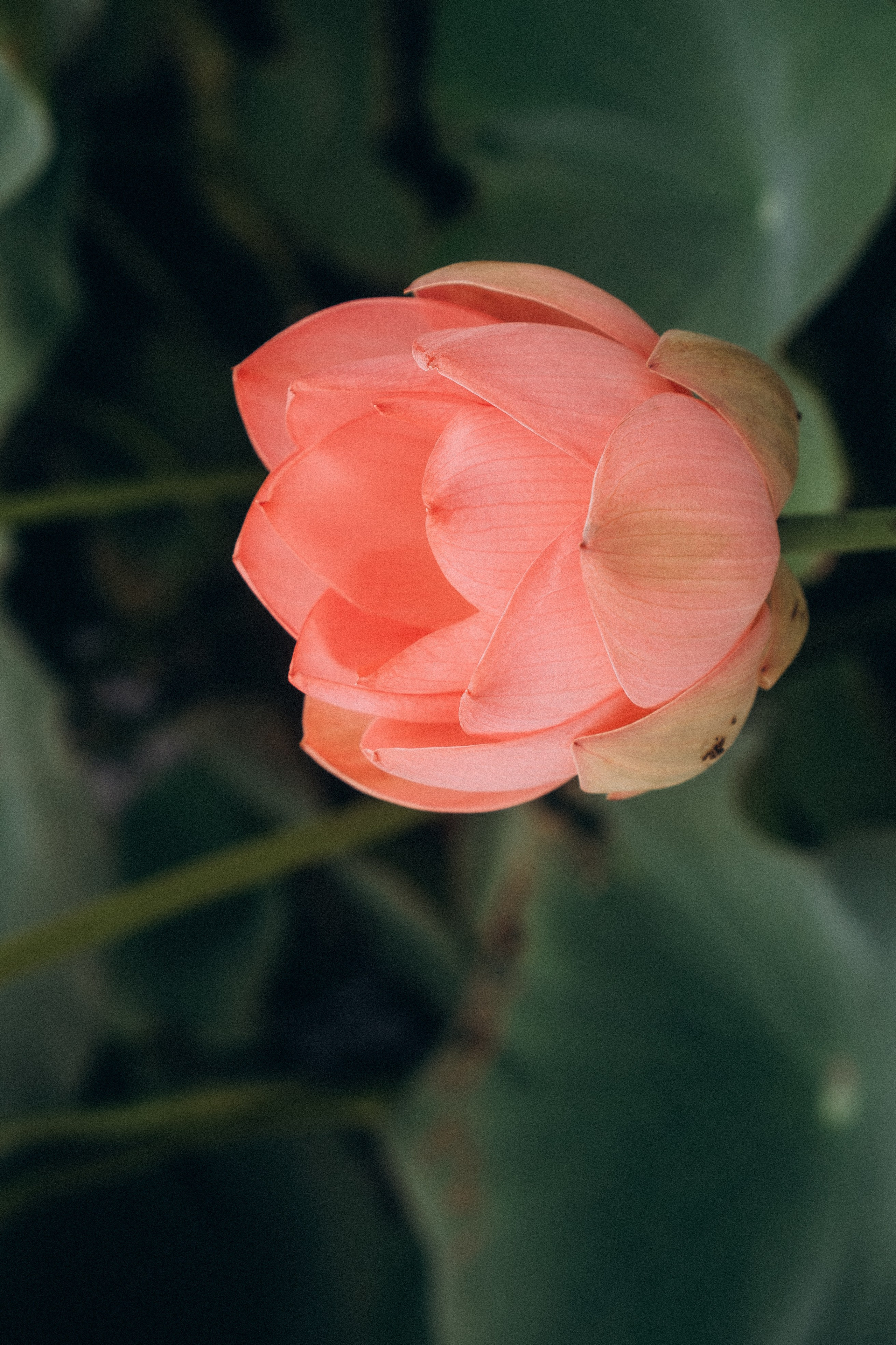 ЛОТОСОВАЯ ПОЛЯНА. Профессиональный фотограф, Санкт-Петербург — Виктория Богомолова