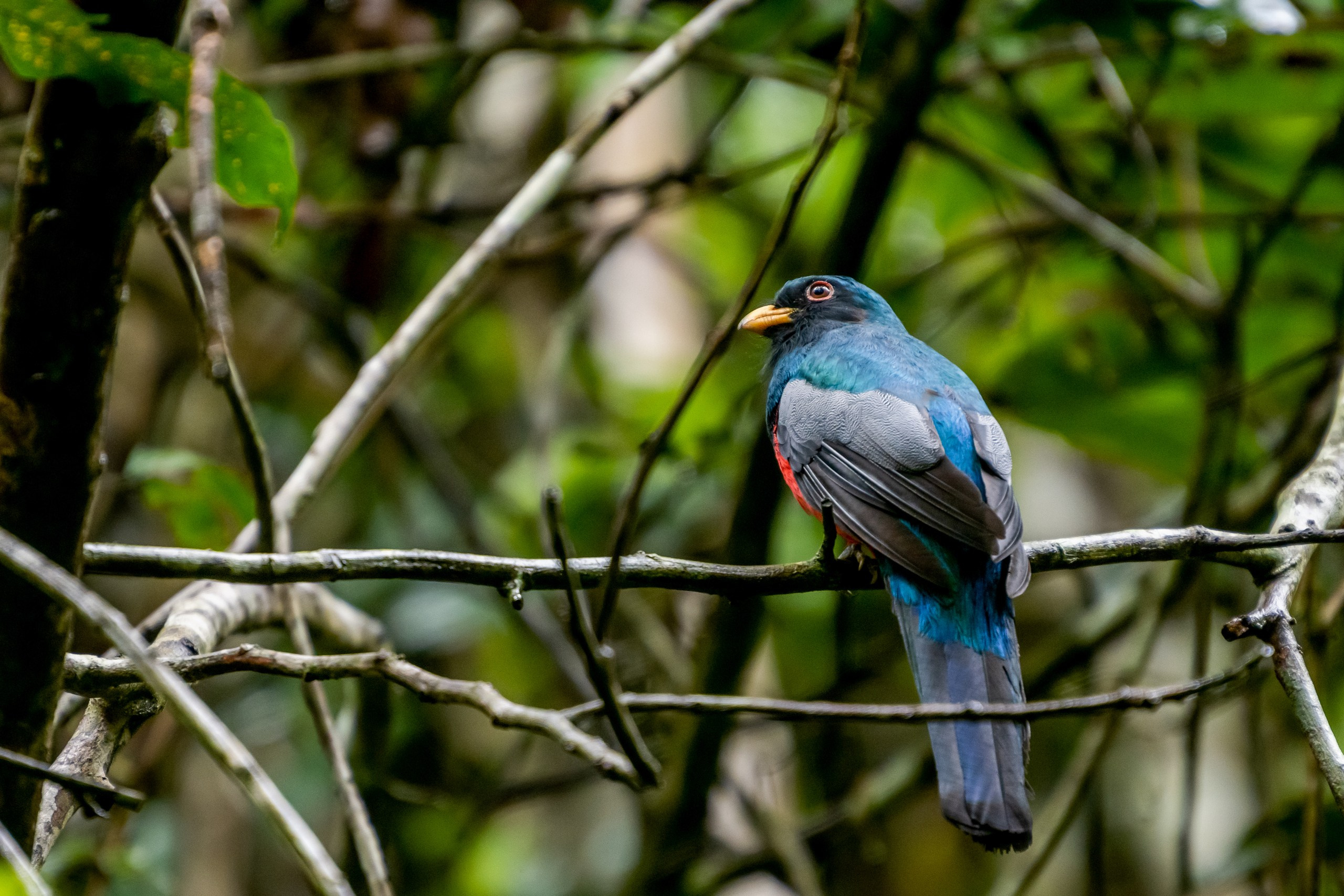 Джунгли Амазонки