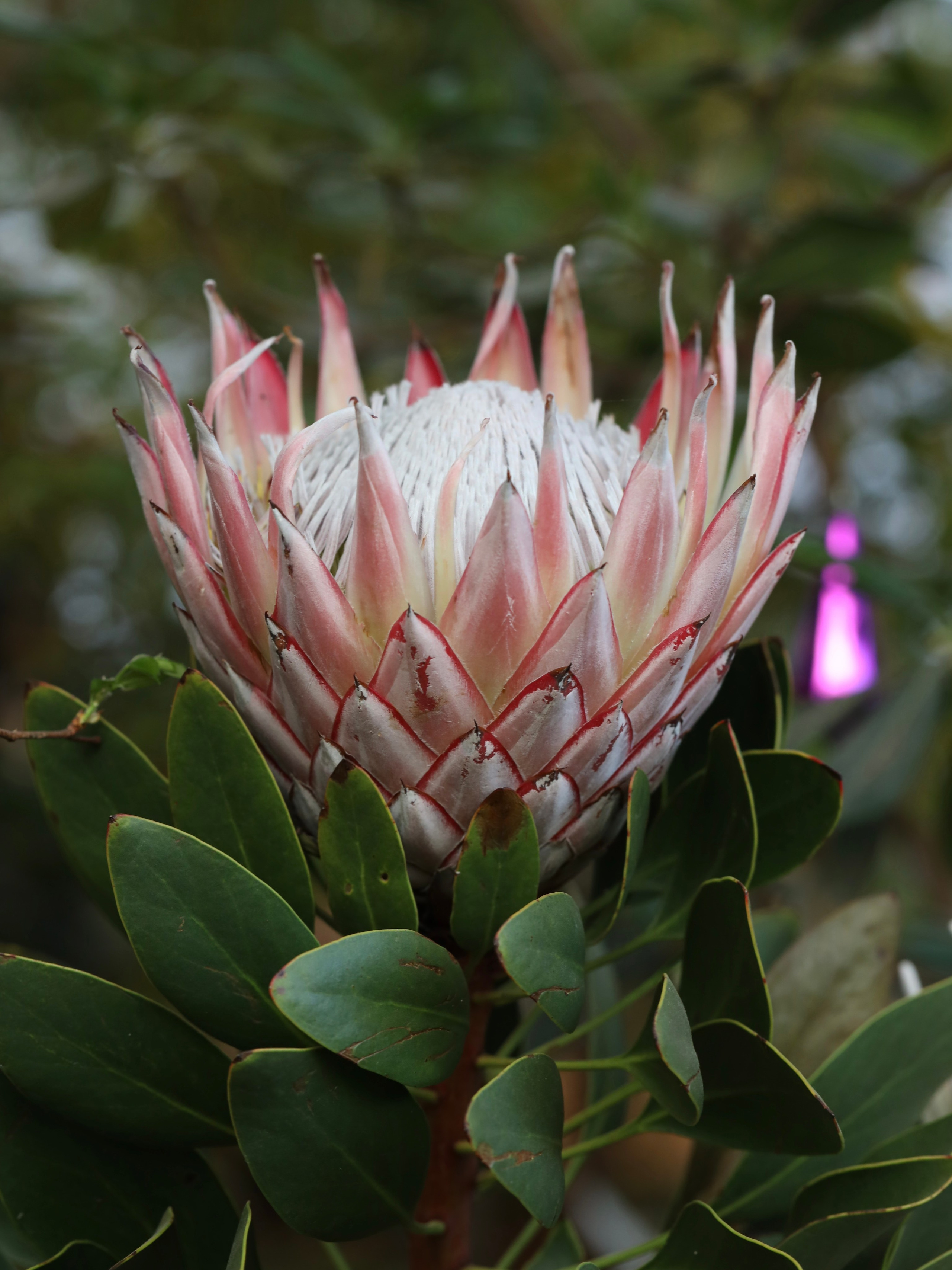 Фотографии весенних цветов. Фотосессии и репортаж — Фотограф в Москве — Рина Серёгина