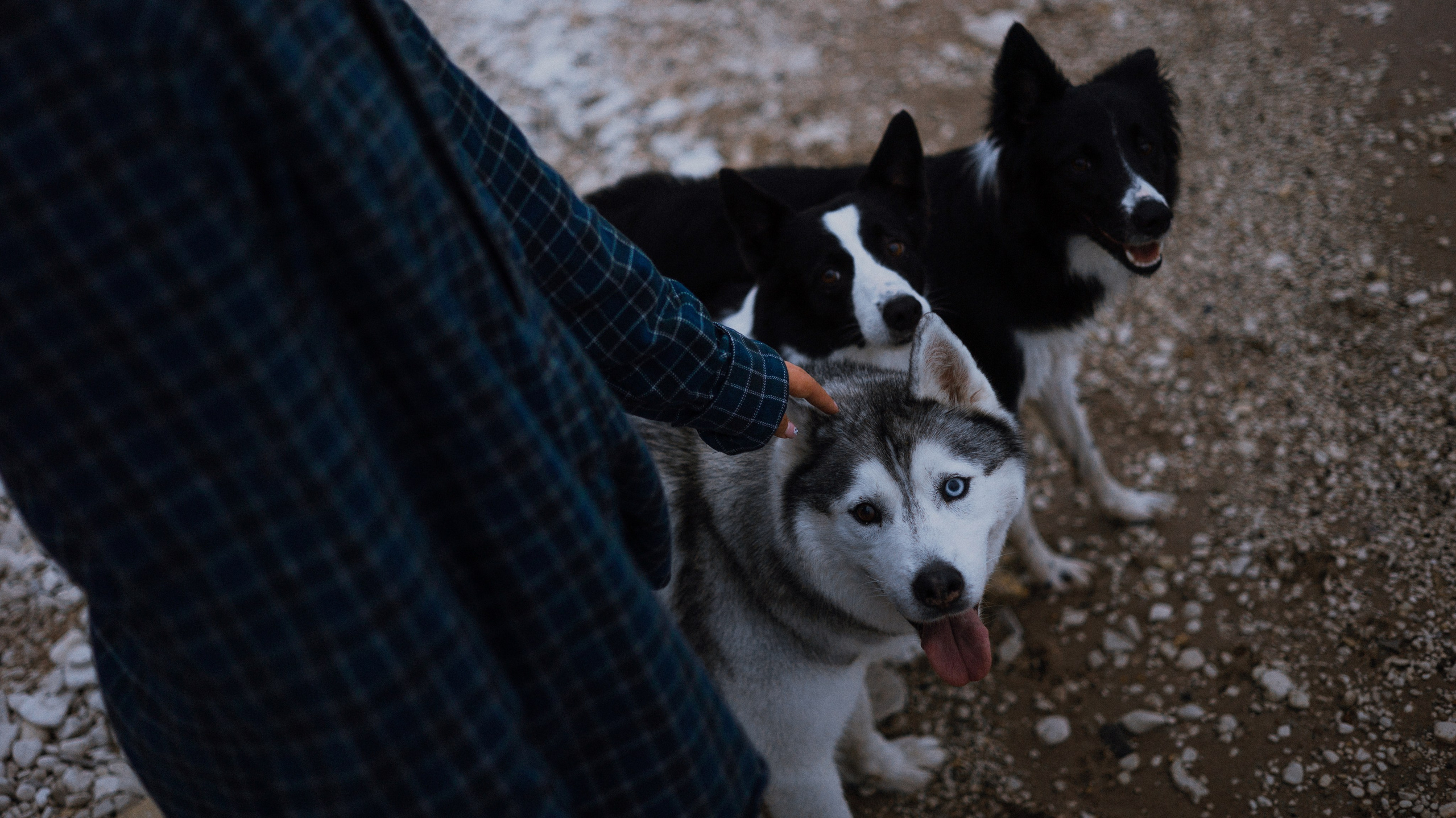 Аделя, Вандер, Шайна и Бая. Фотограф-анималист Богданова Полина
