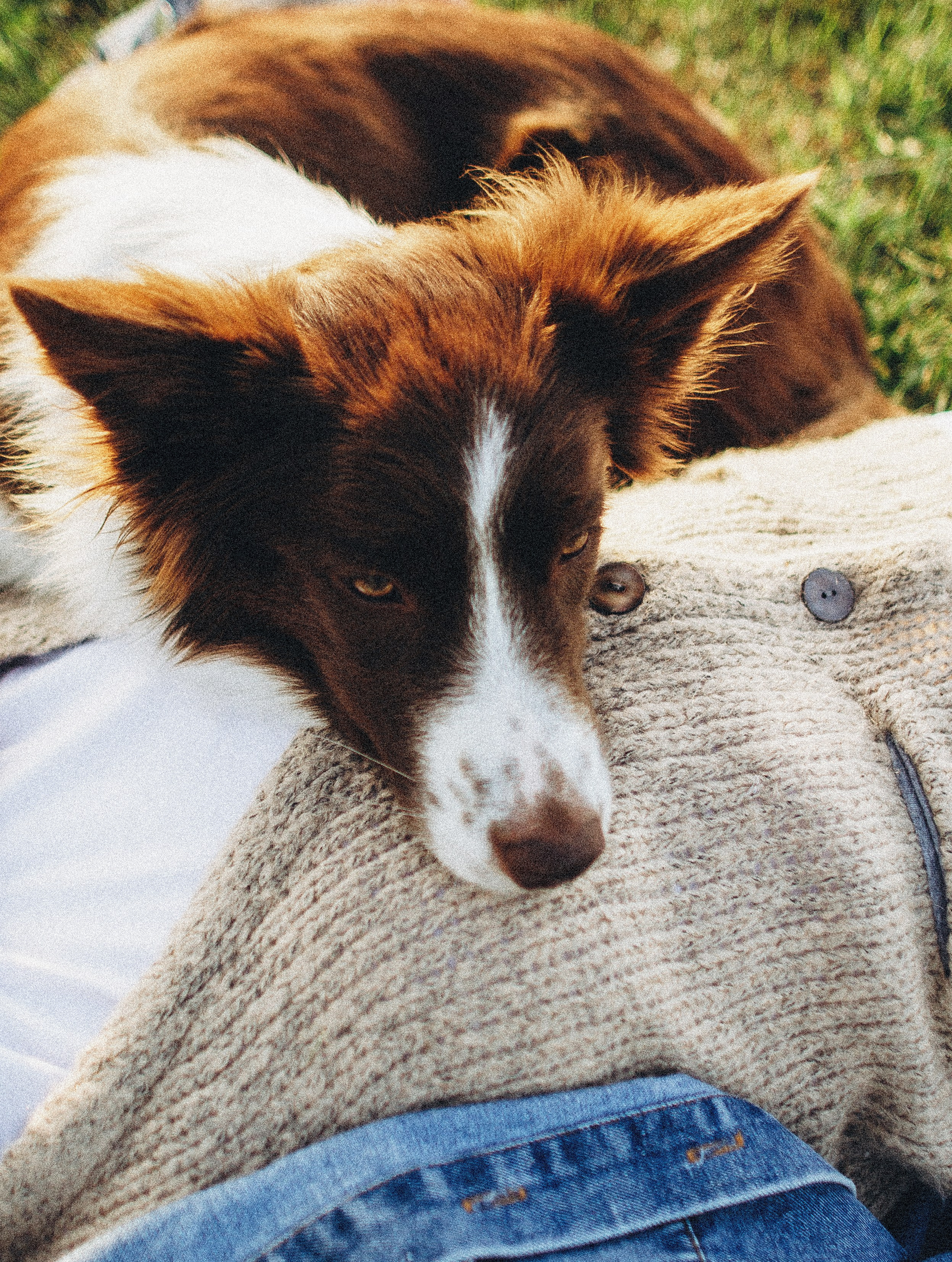 Лиза и Эни. Фотограф-анималист Богданова Полина