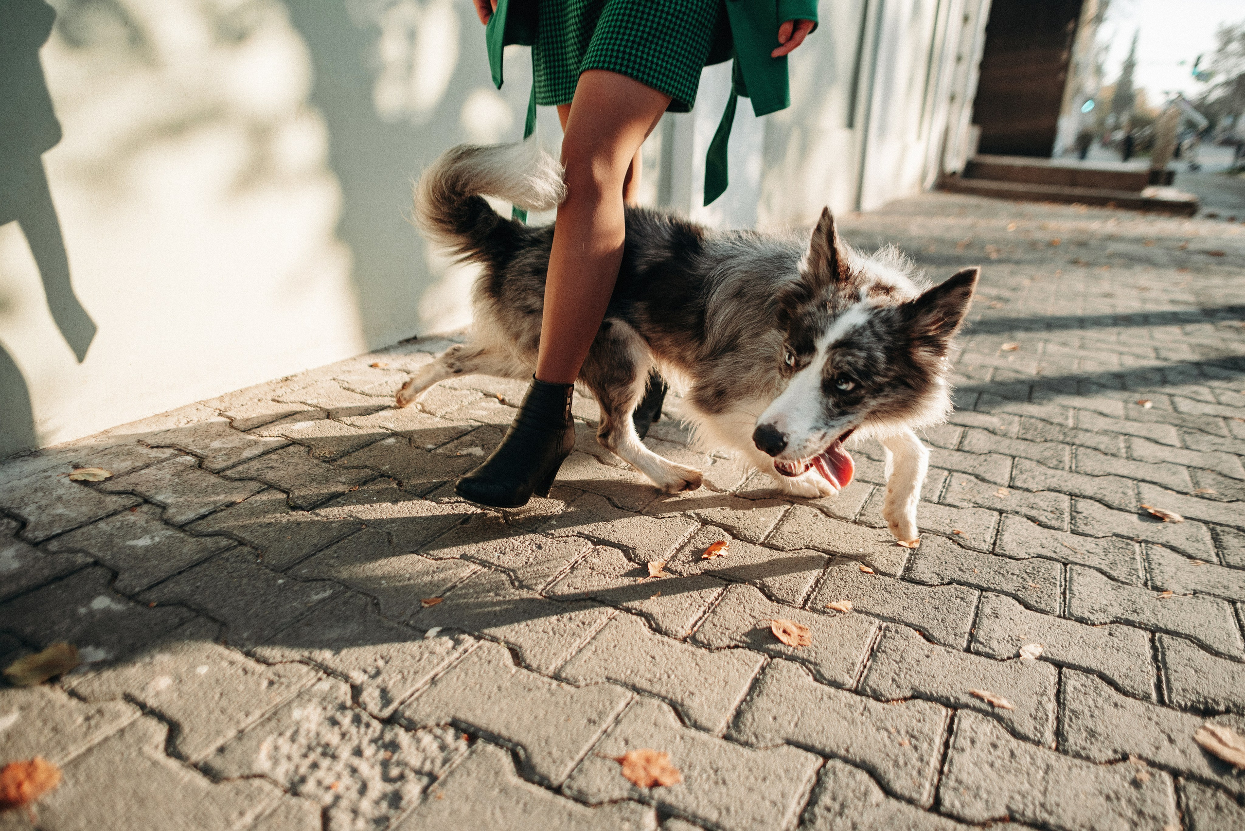 Диана и Робин. Фотограф-анималист Богданова Полина