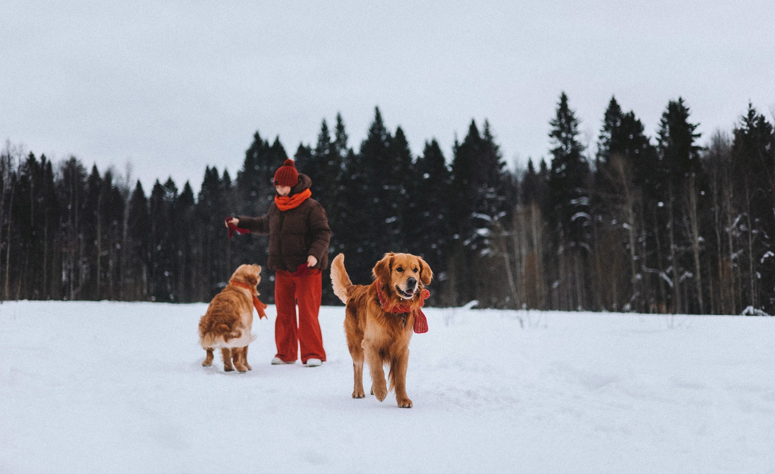 Саша, Юля, Грэй и Джой. Фотограф-анималист Богданова Полина