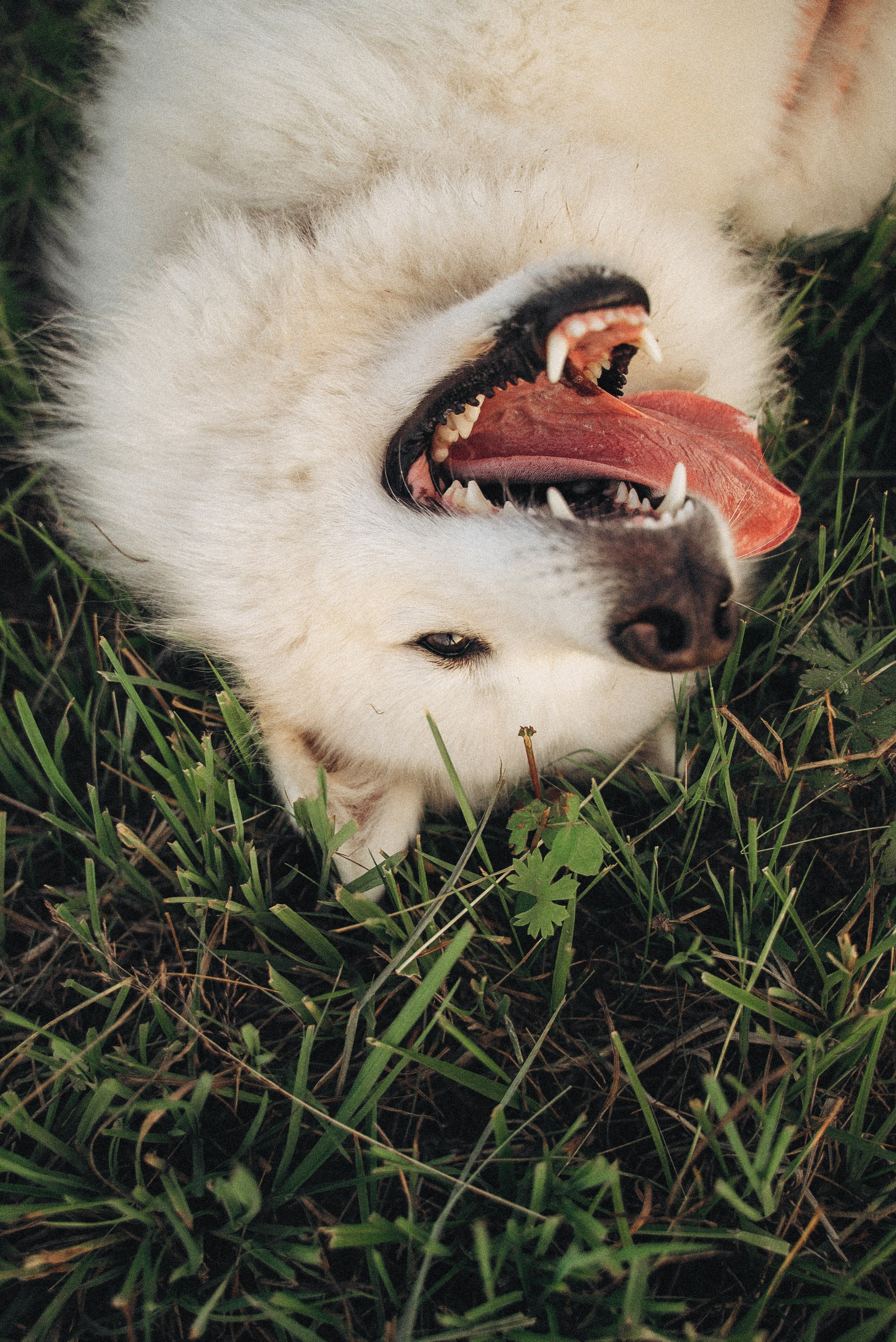 Алёна и Челси. Фотограф-анималист Богданова Полина