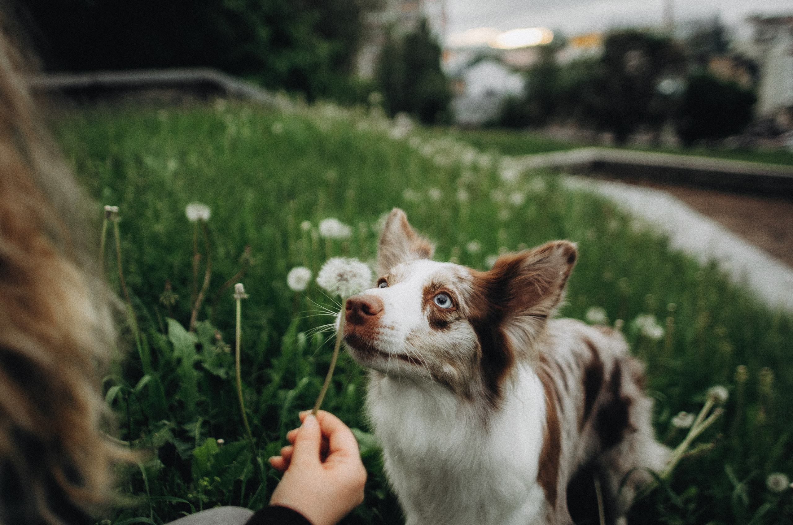 Алина и Бруна. Фотограф-анималист Богданова Полина
