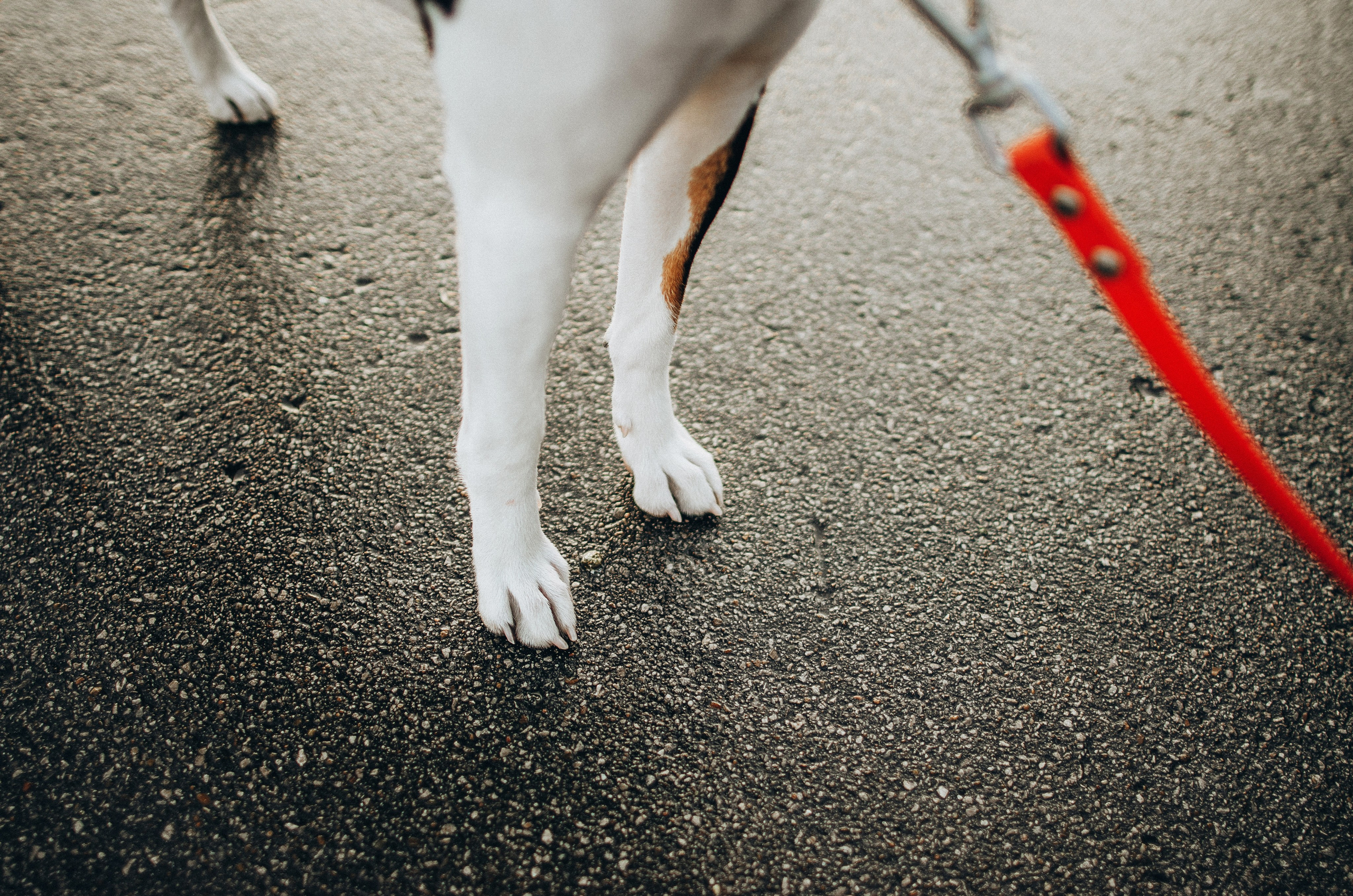 Лена, Никита и Эсма. Фотограф-анималист Богданова Полина