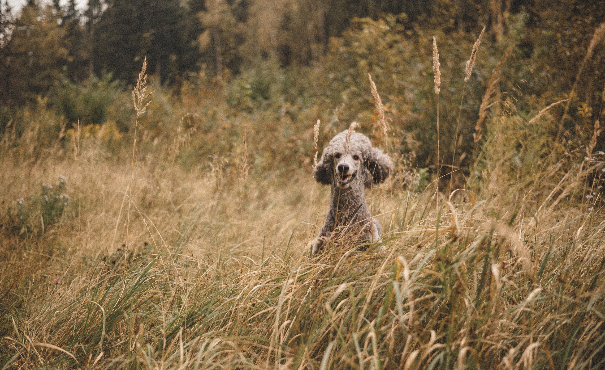 Алёна и Смоки. Фотограф-анималист Богданова Полина