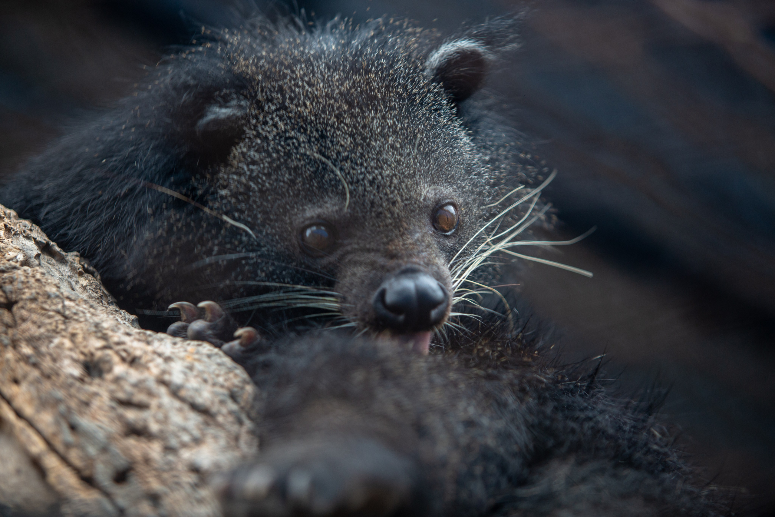 Samut Prakan Crocodile Farm & Zoo. Photographer Sonkina Tatiana (Tanya Ash)