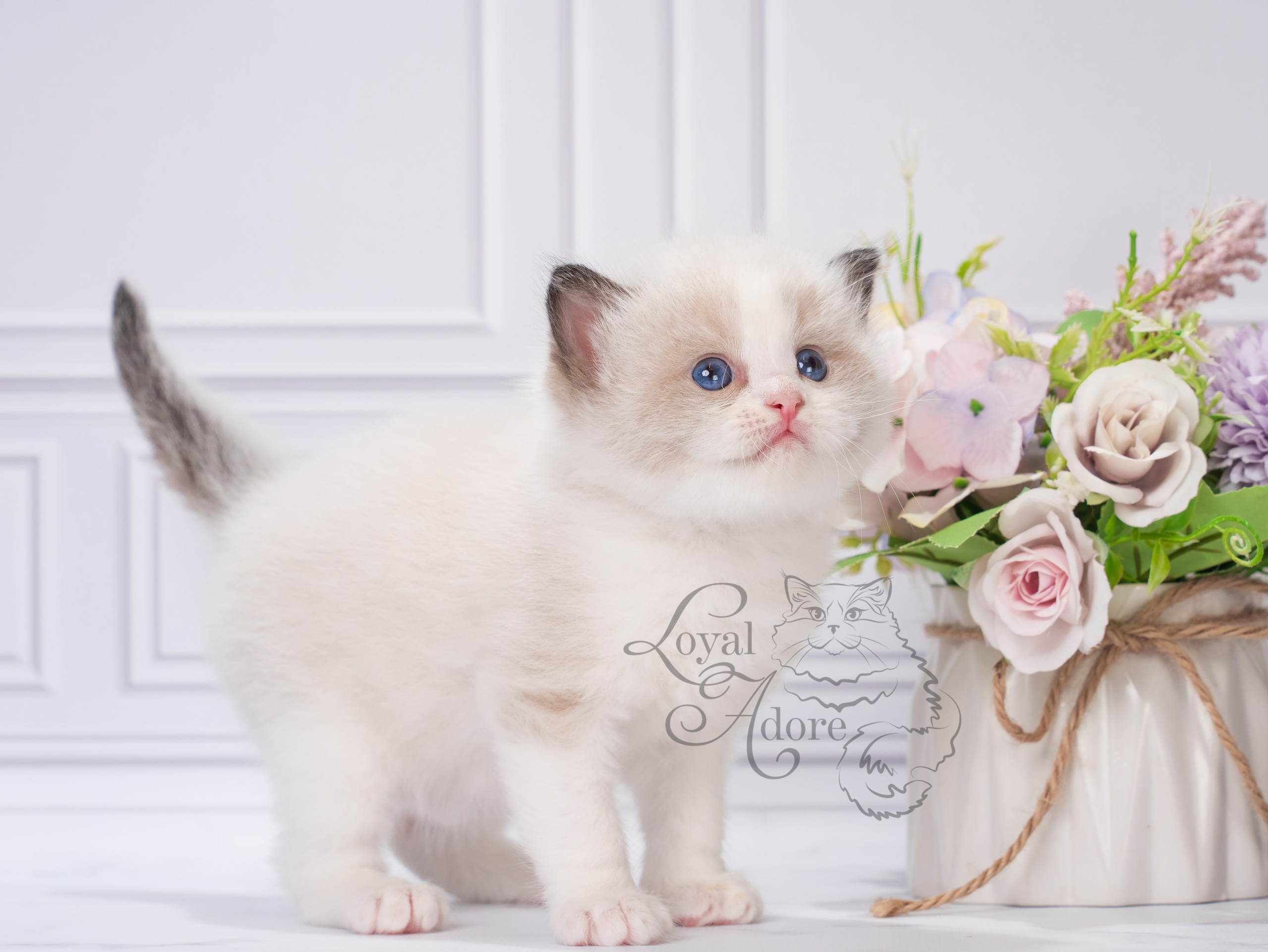 Котята рэгдолл от Loyal Adore. Питомник рэгдолл Loyal Adore