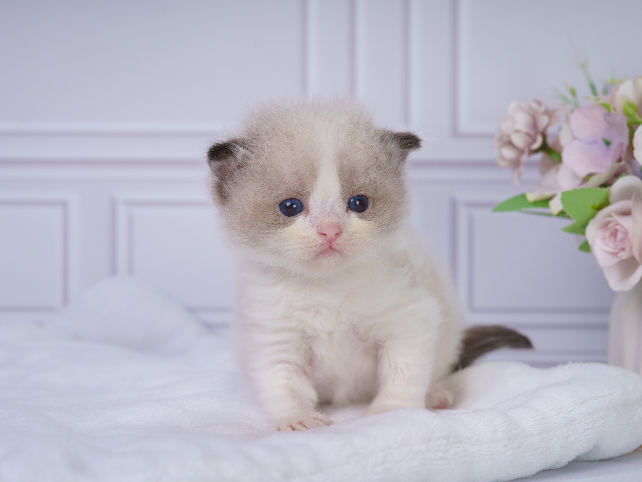 Котята рэгдолл от Loyal Adore. Питомник рэгдолл Loyal Adore