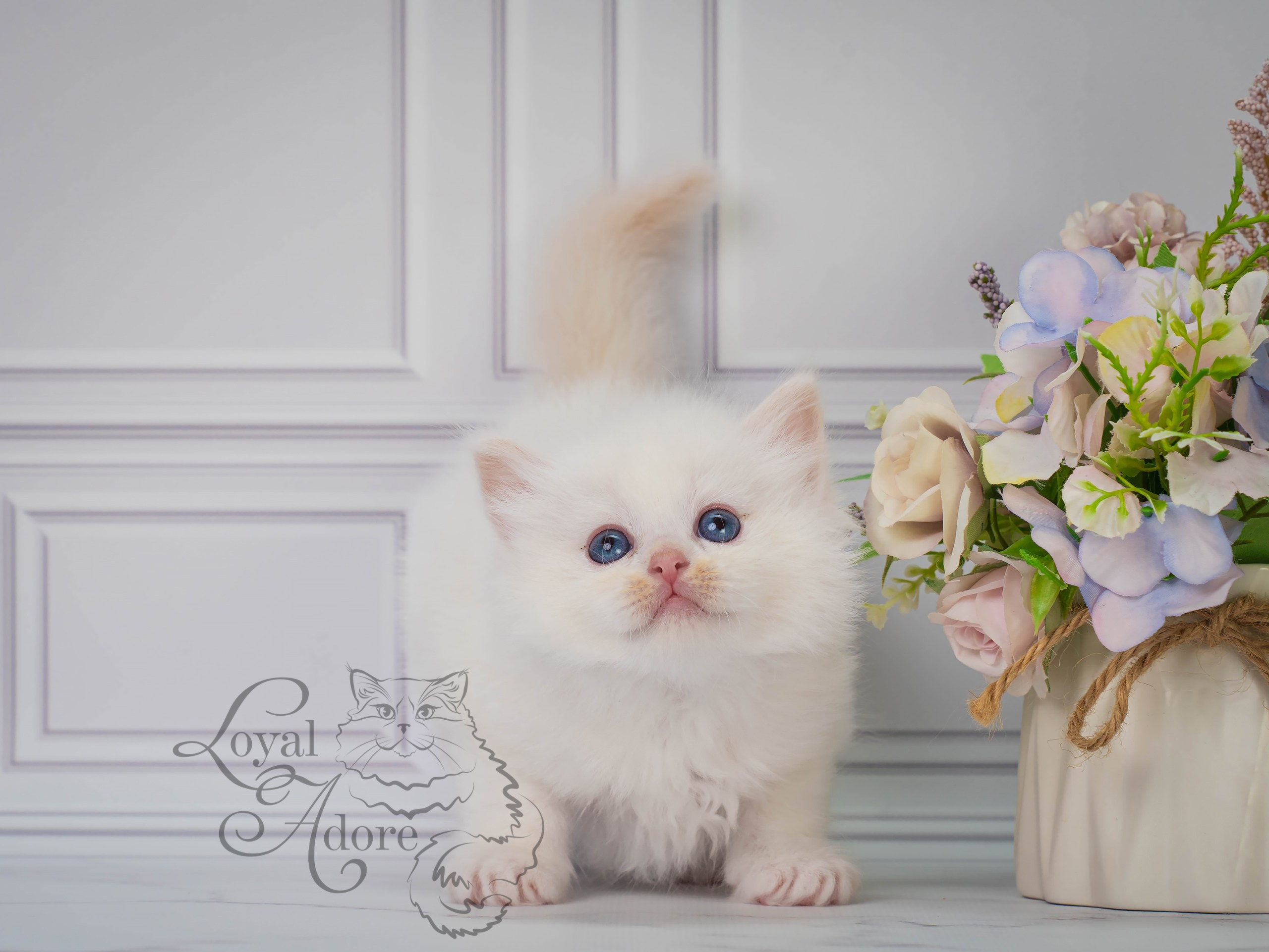 Котята рэгдолл от Loyal Adore. Питомник рэгдолл Loyal Adore