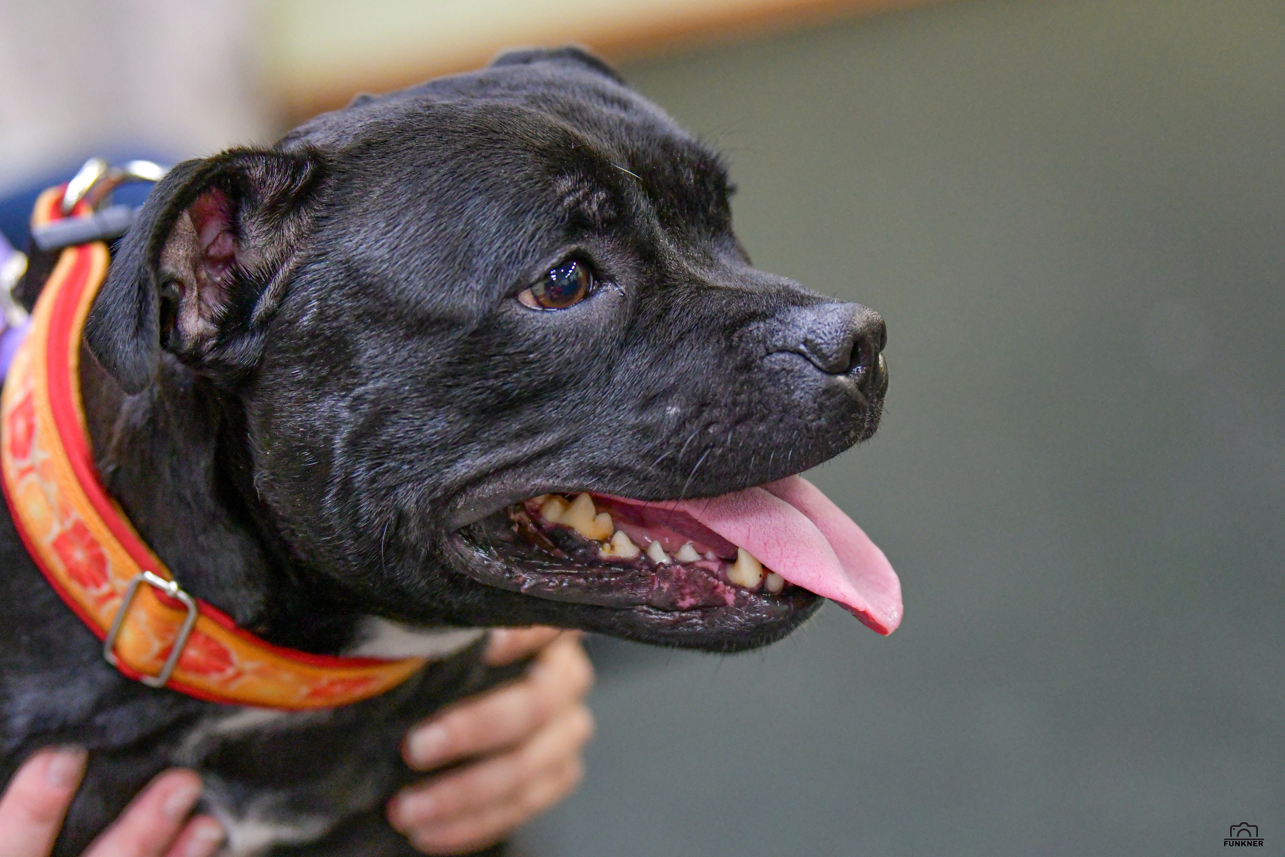 Кинологический клуб «Бодрый хвост». Свой взгляд через объектив