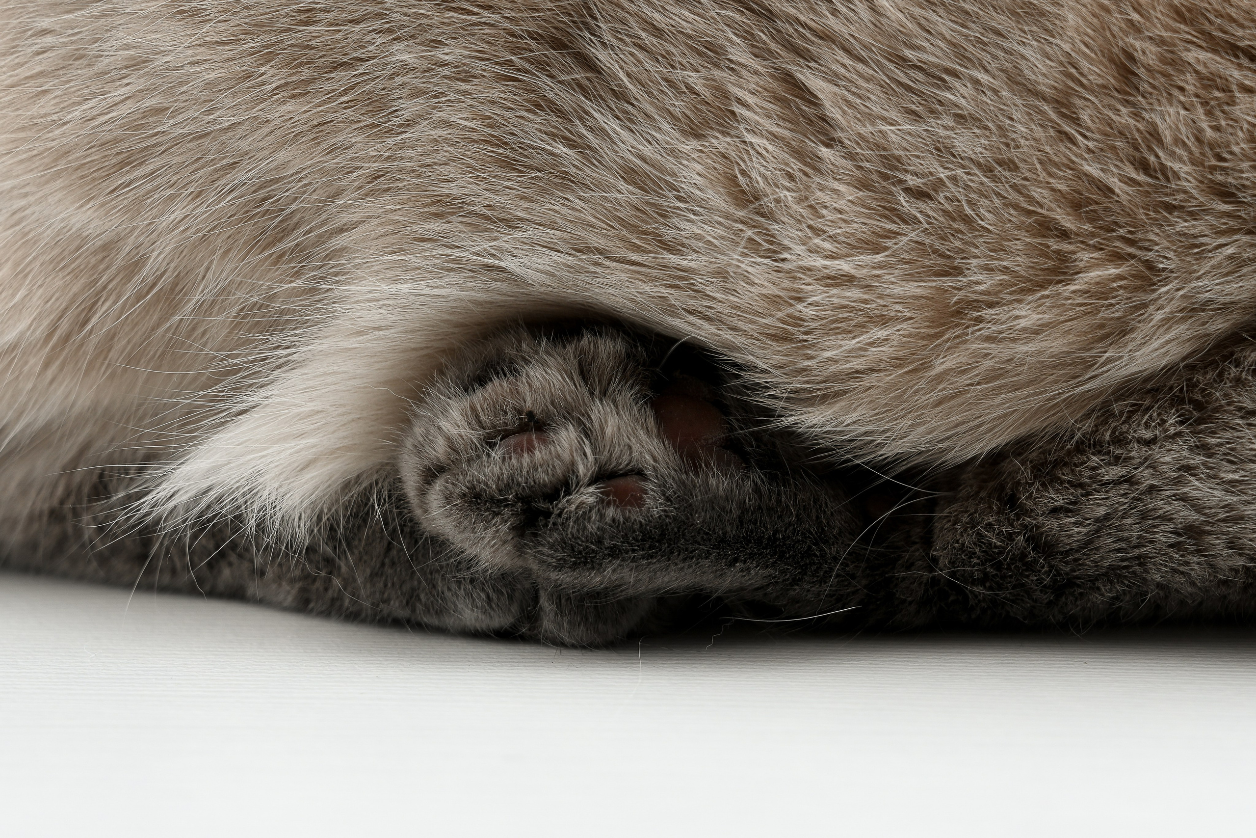 О нешей Снежке. Полина Бамбиза фотограф фотосессии Красноярск фотокниги портрет