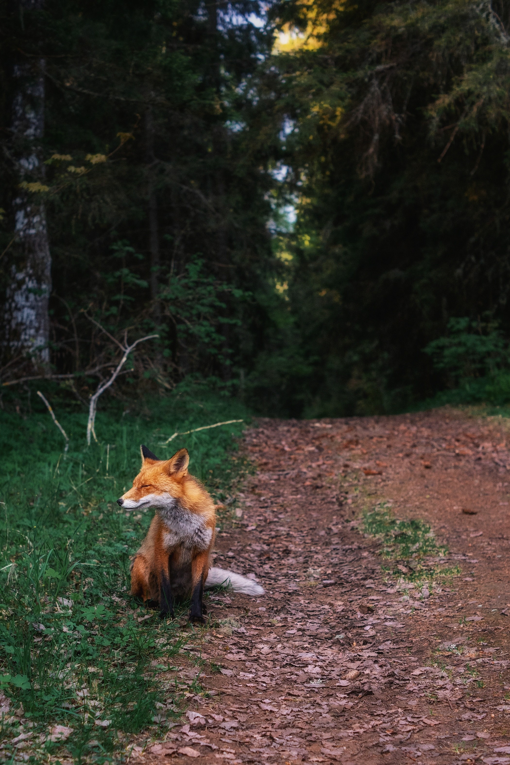 Природа. Трандин Иван Фотограф СПб