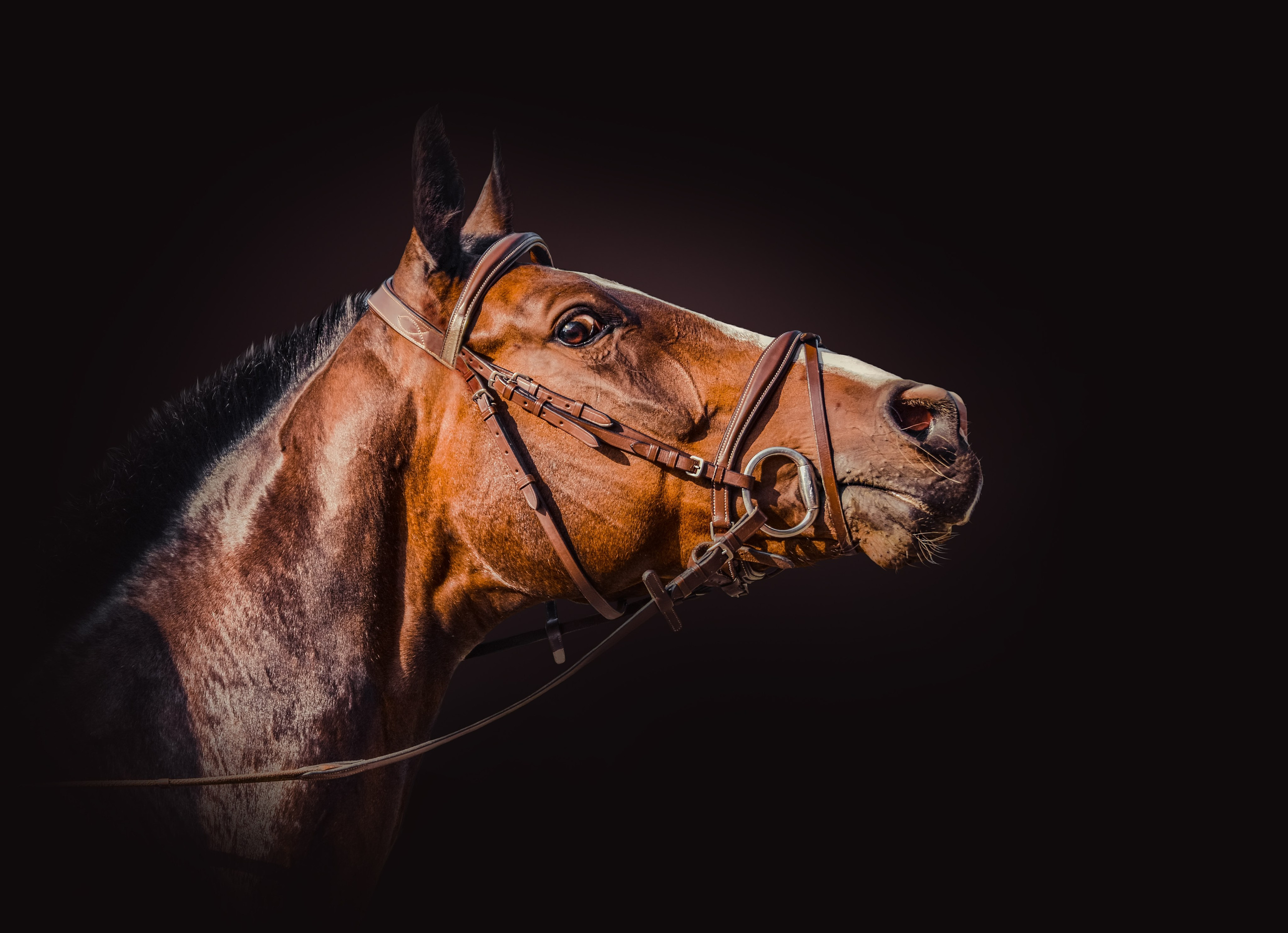 Съёмка лошадей. Конный портретный фотограф Наталья Шелест