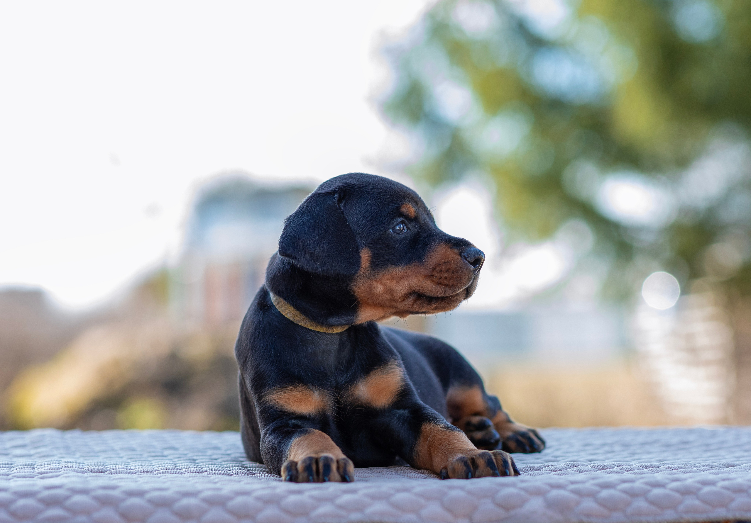 Доберман. Фотограф — анималист Татьяна Ли