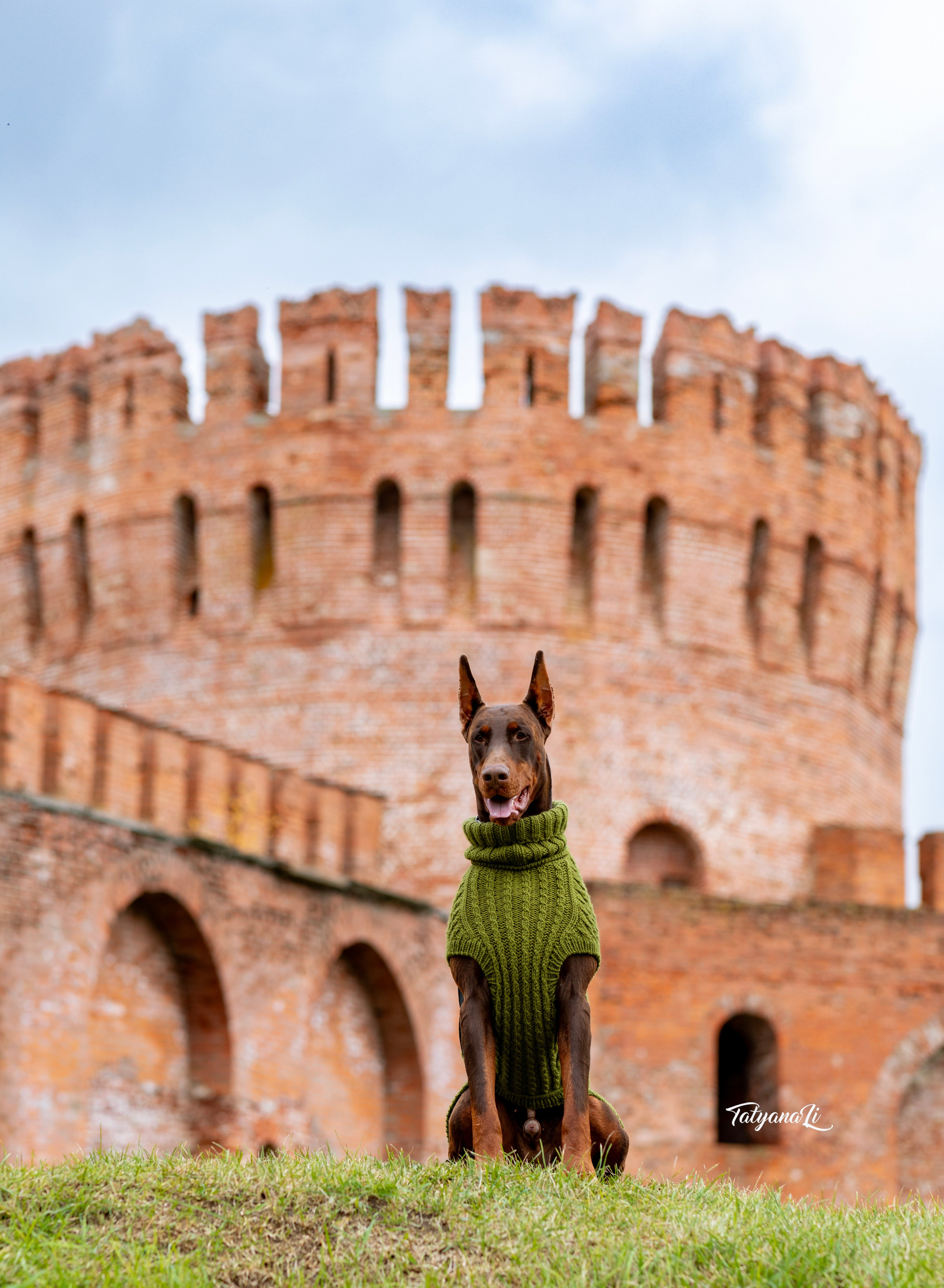 Доберман. Фотограф — анималист Татьяна Ли
