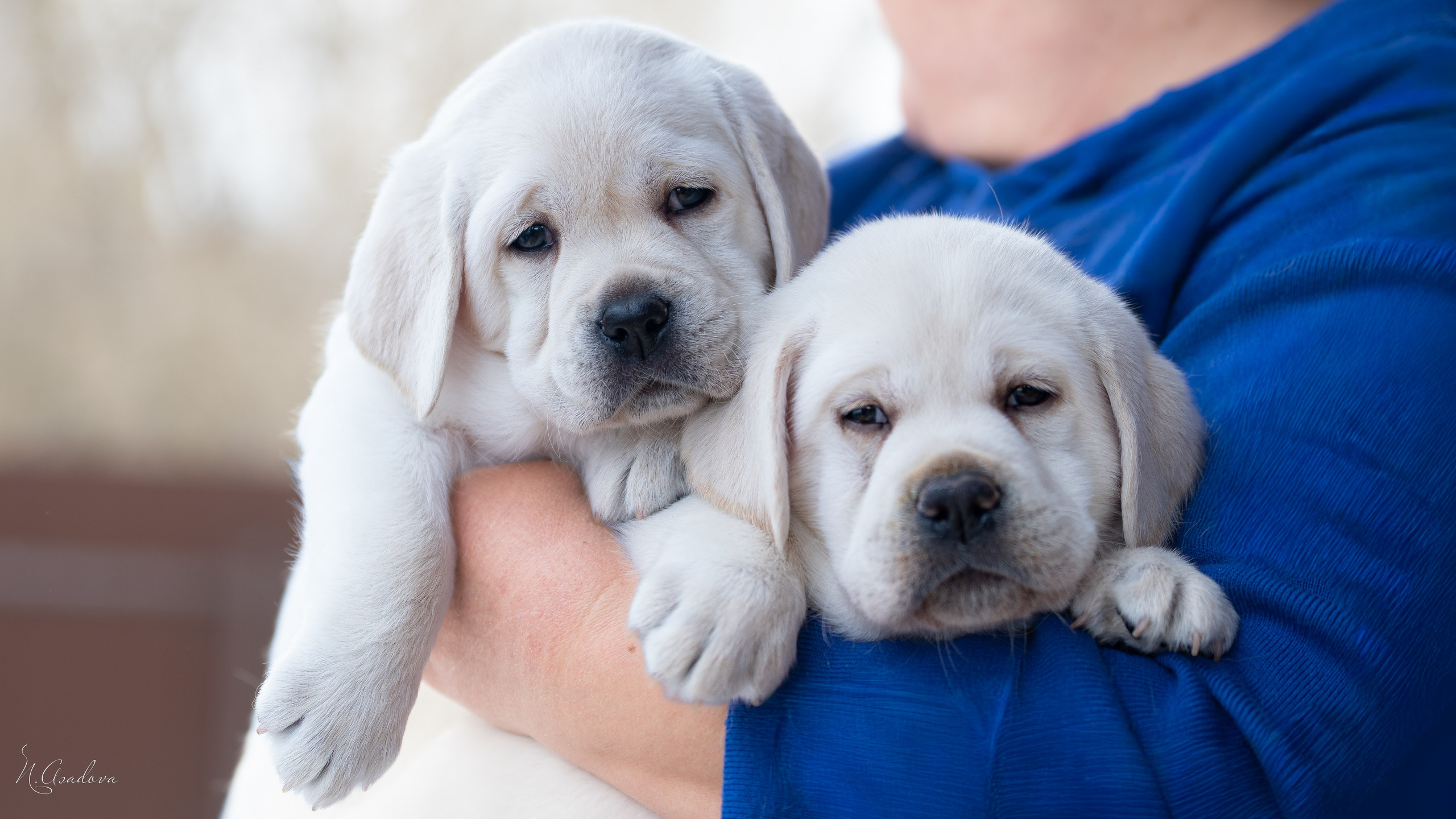 Лабрадоры Помет Ч. Фотограф-анималист Асадова