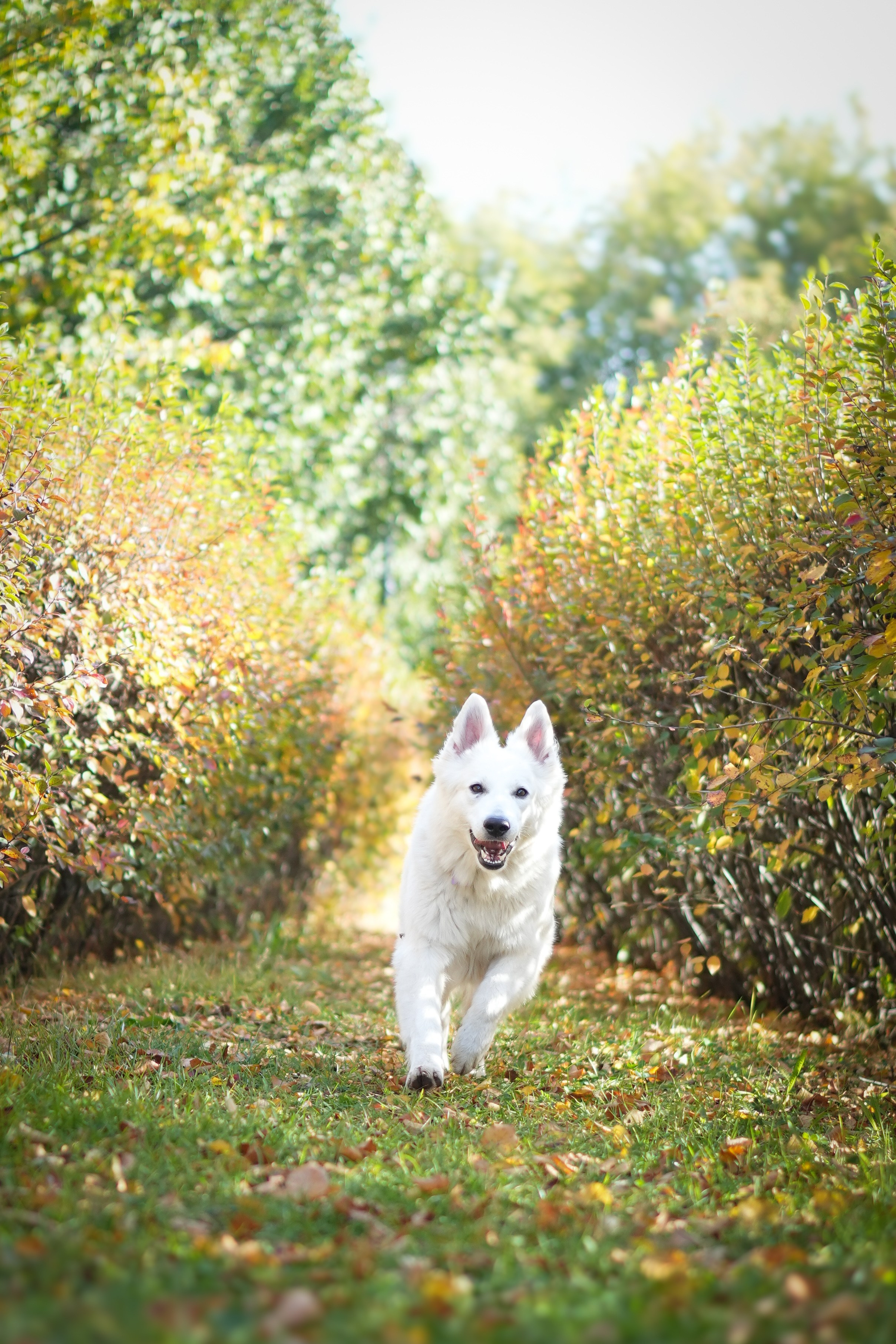 БШО Прити. Фотограф-анималист Асадова