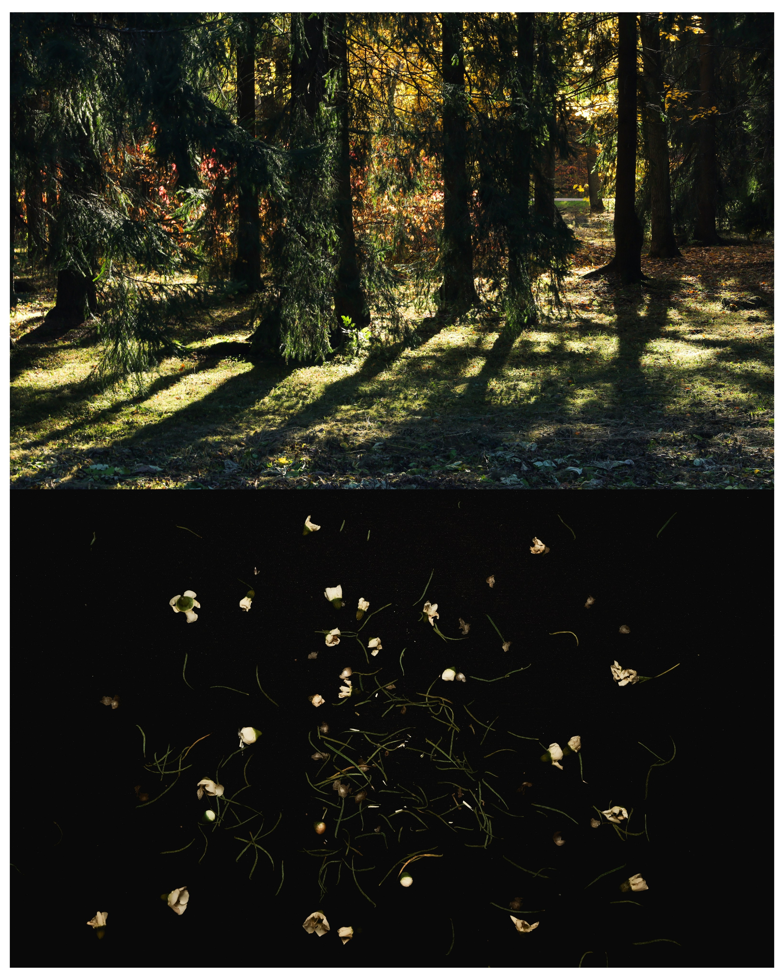 Природа &. Фотохудожник в СПб