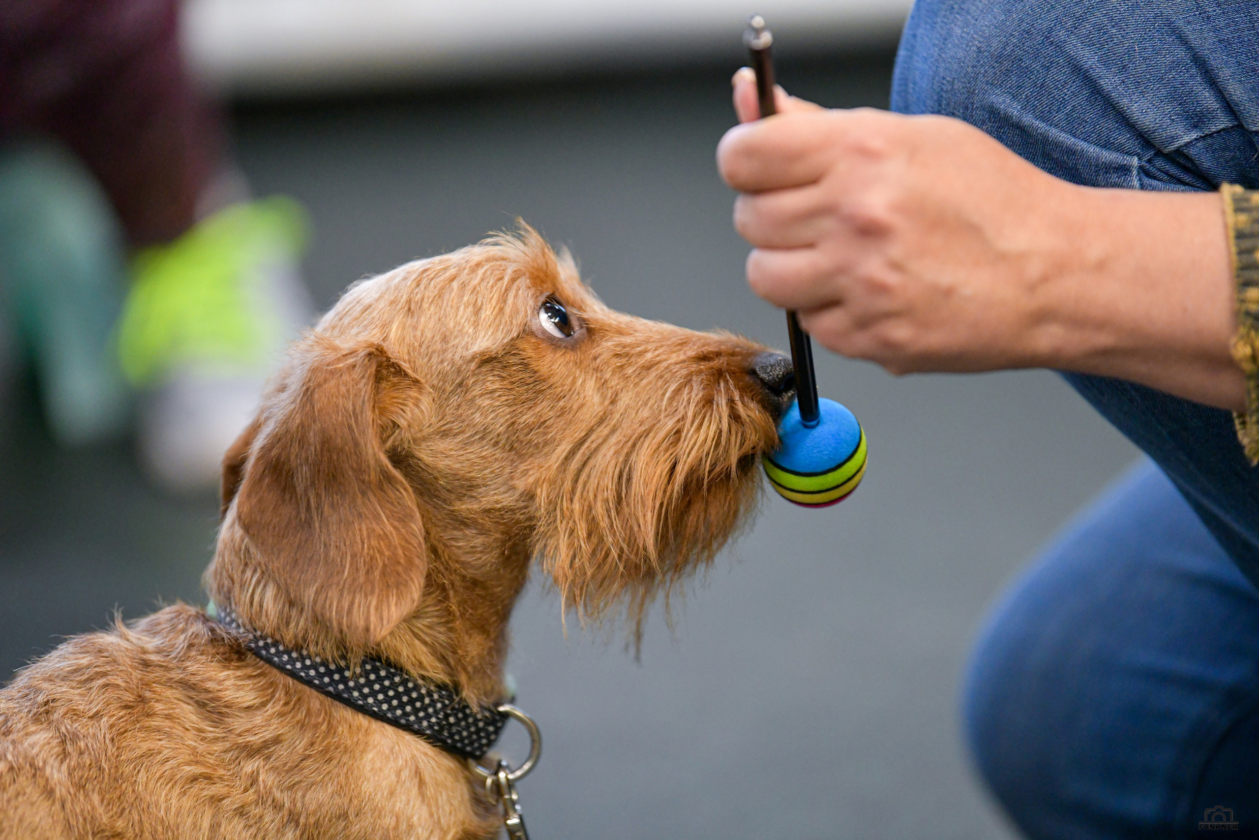 Кинологический клуб «Бодрый хвост». Свой взгляд через объектив