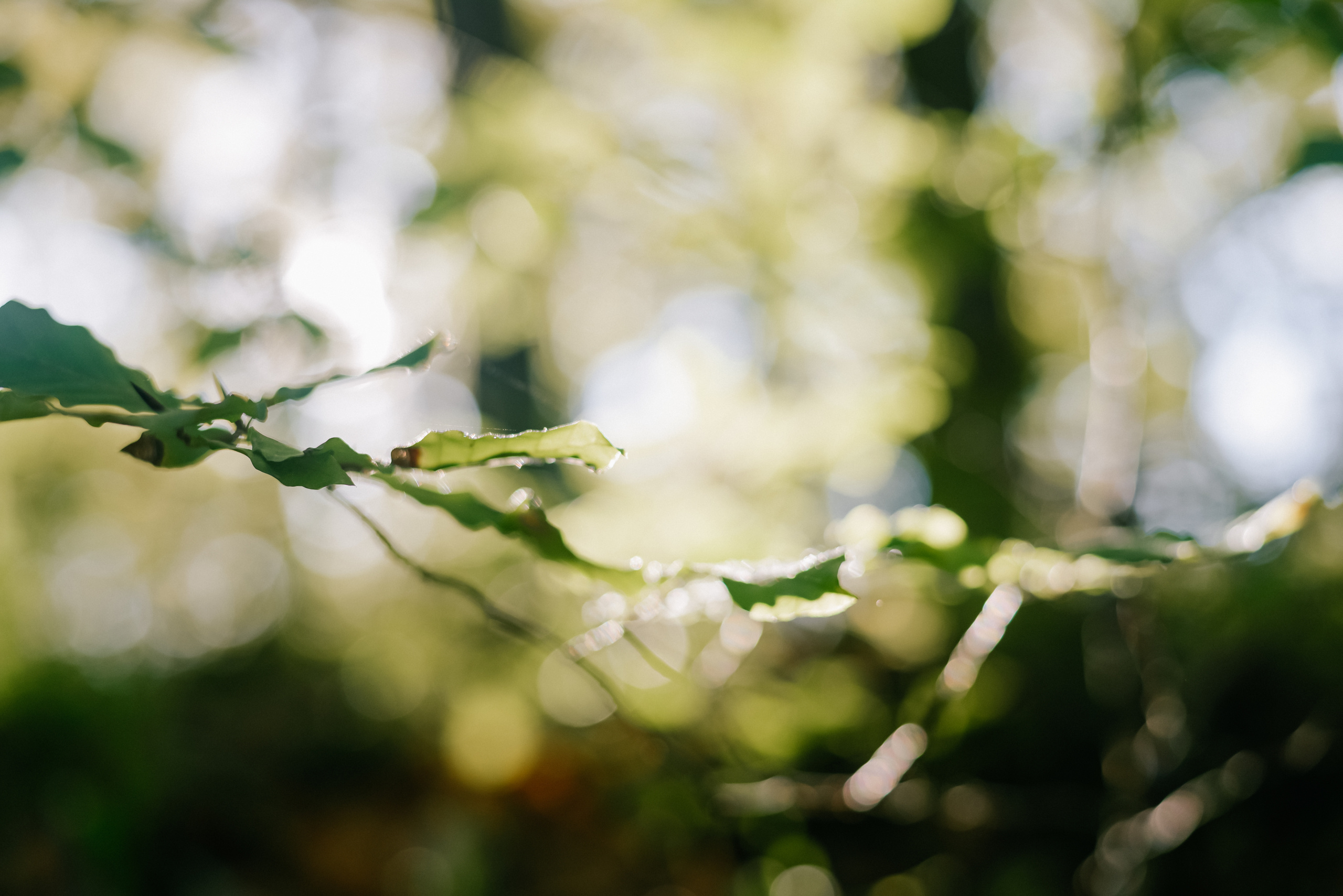Алена. Фотограф в Краснодаре Зеленкина Дарья