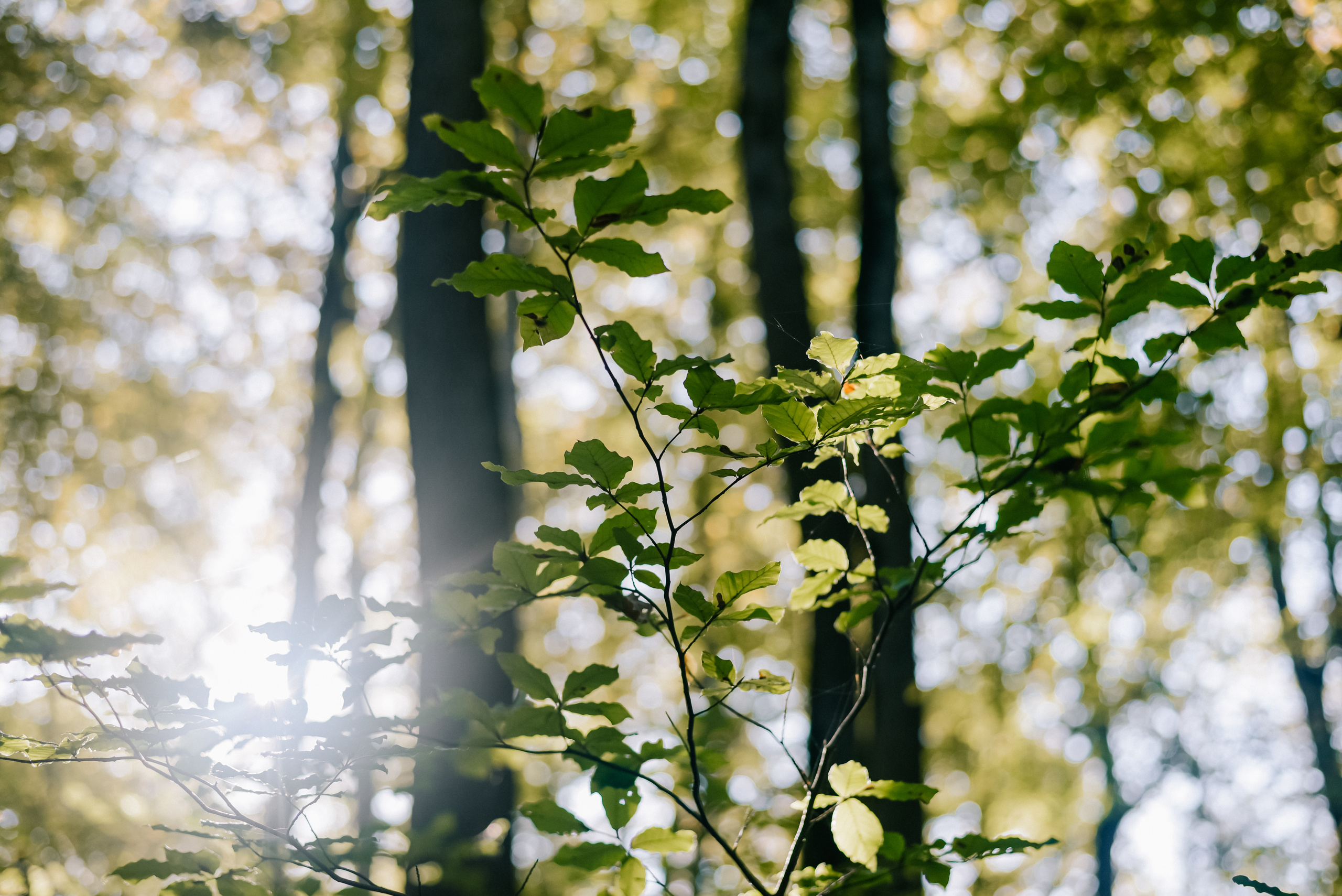 Алена. Фотограф в Краснодаре Зеленкина Дарья
