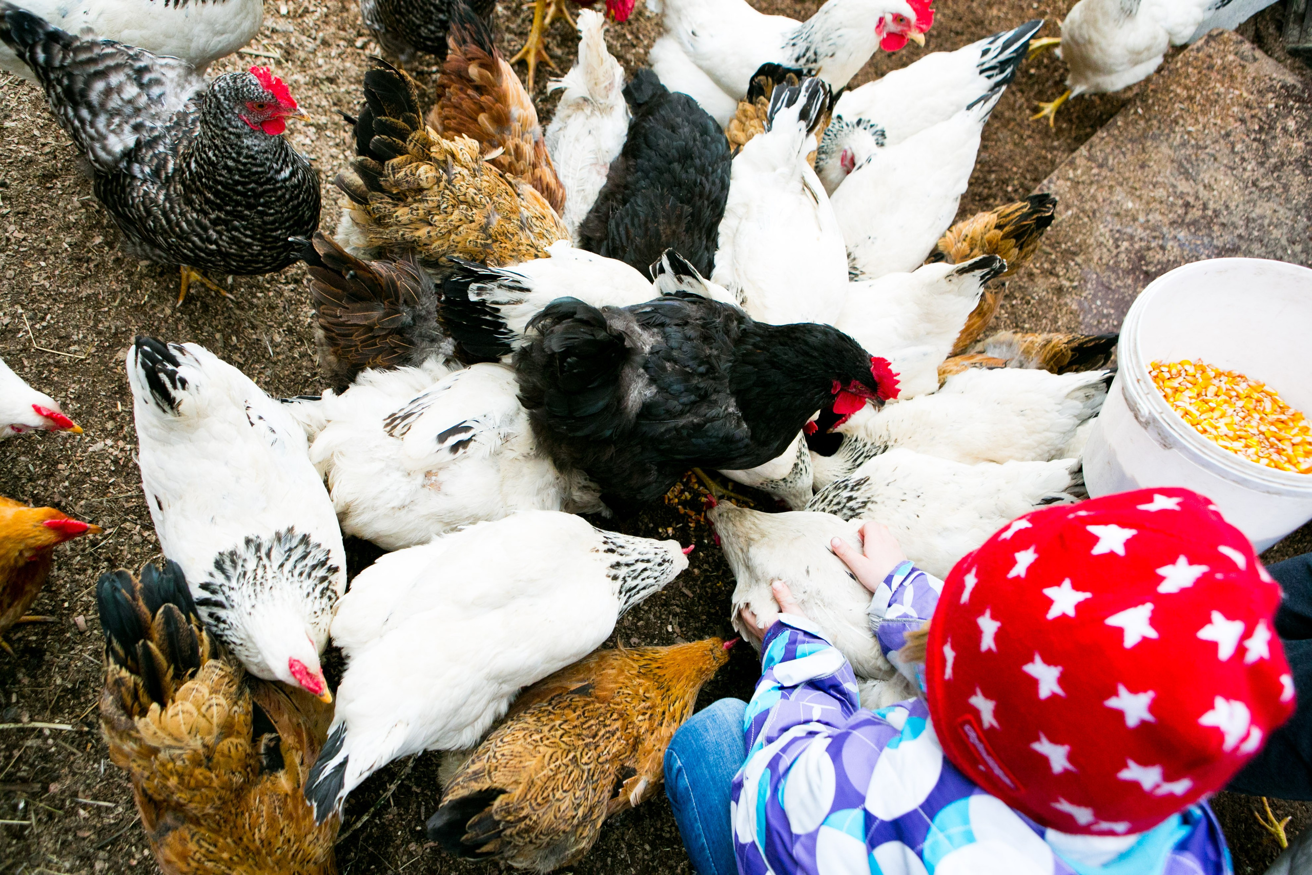 Деревенская еда «Домашние лакомста». Фотограф Красная Поляна — Сочи — Москва