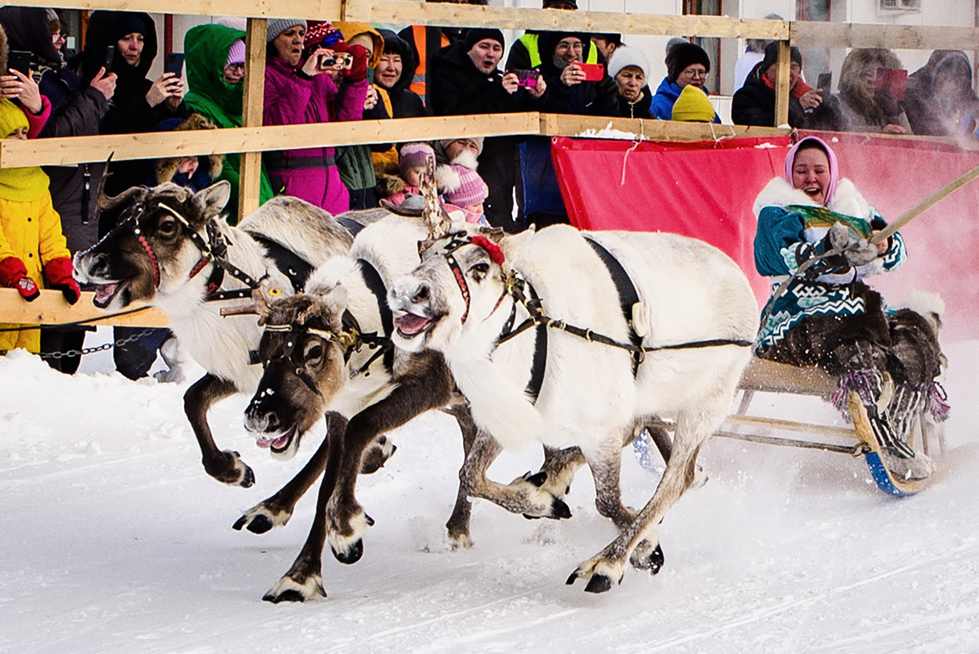 Конкурс оленеводов. Фотограф в Ханты-Мансийске Евгений Жуланов