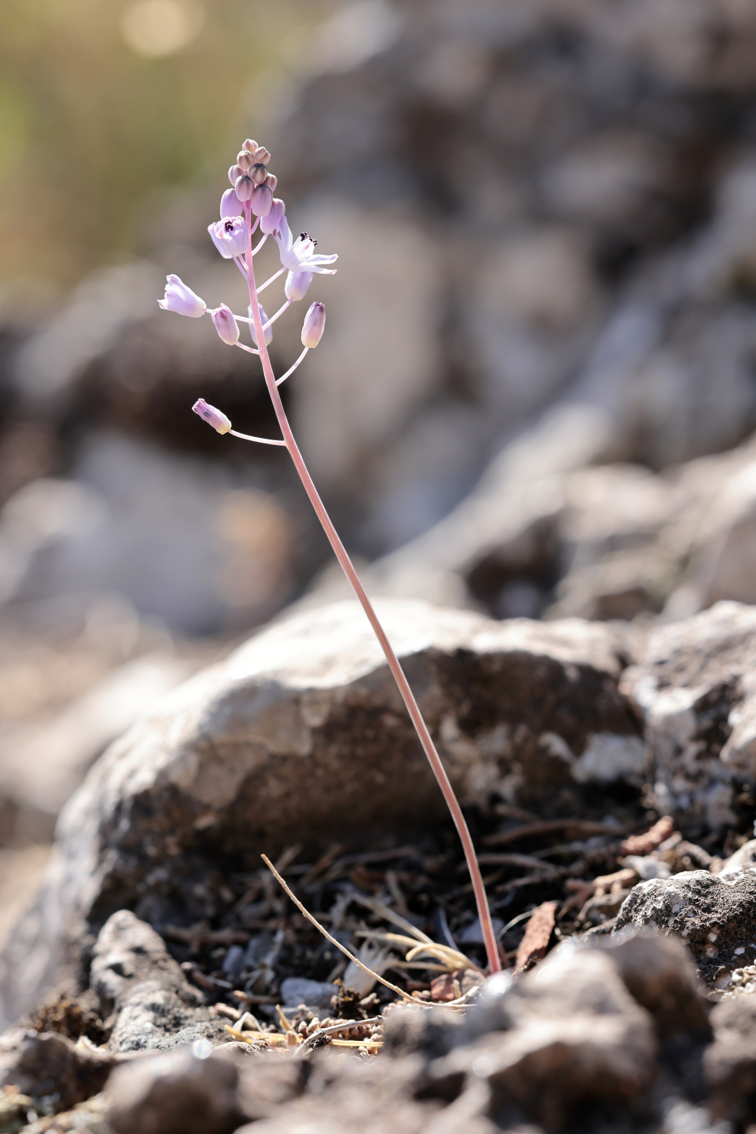 Пролеска осенняя (Prospero autumnale), памятник природы "Гора Болгатура", Гурзуф.