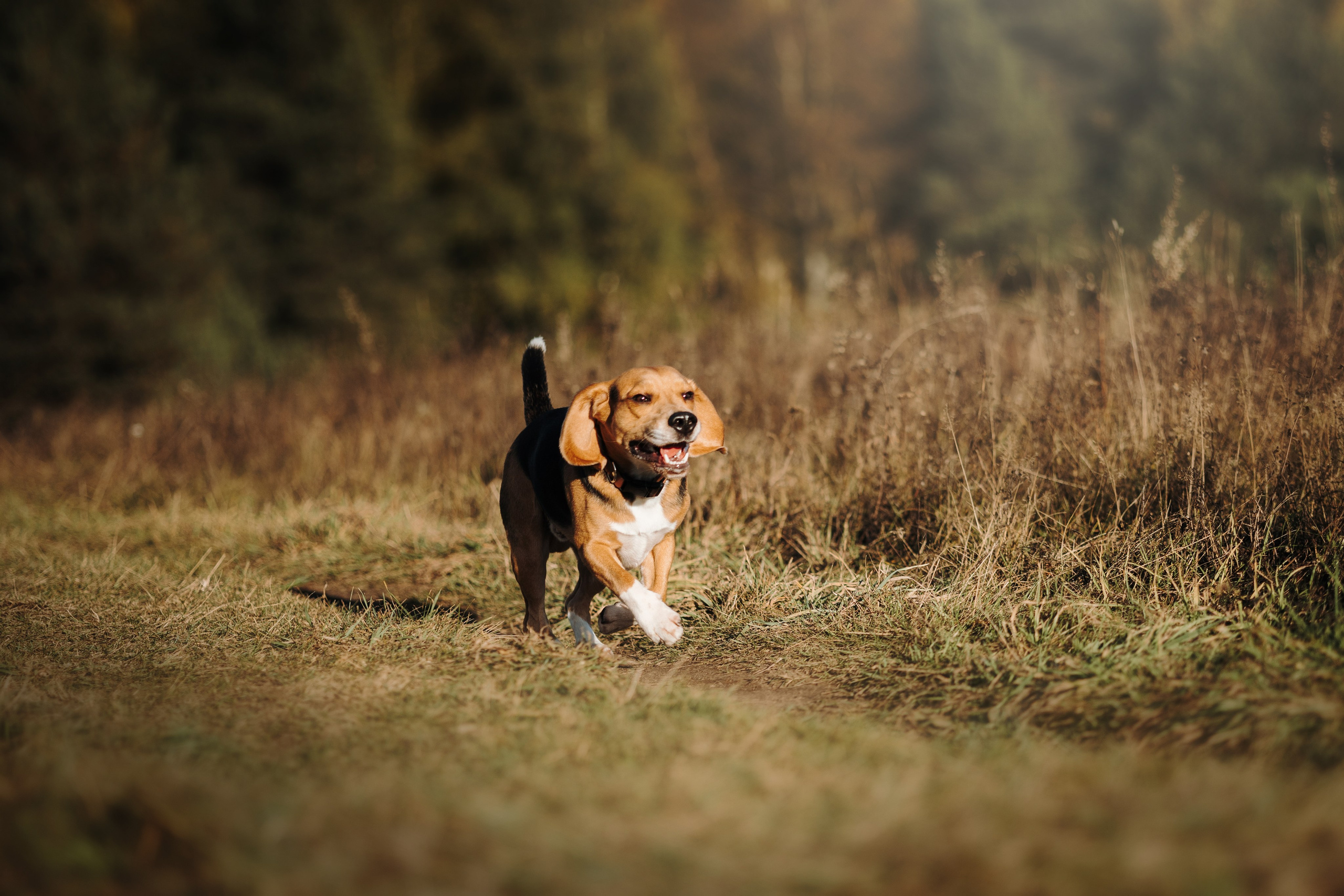 Оуджи и его семья. Фотограф — Анималист | Санкт-Петербург