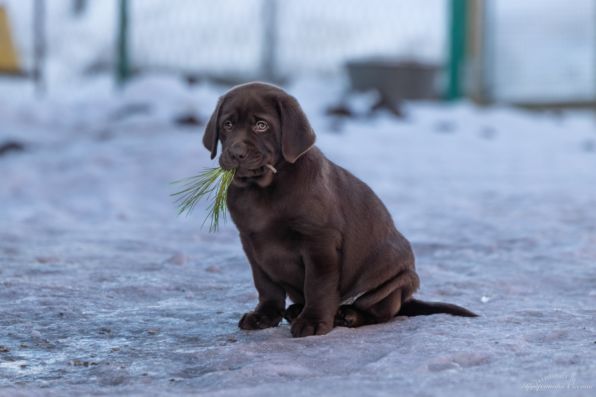 Лабрадоры. Фотограф 📸 анималист, предметный, репортажный