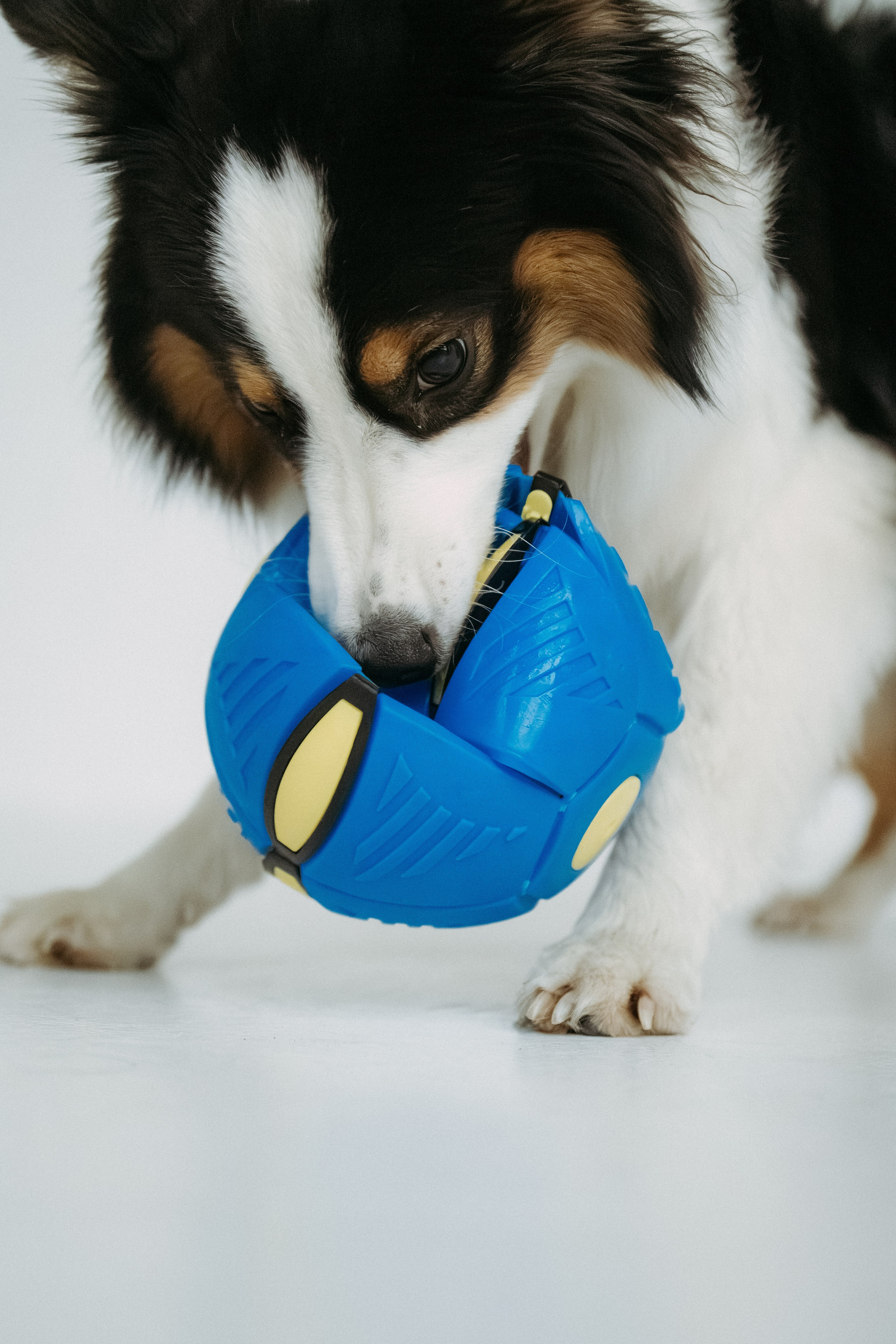Мячи-попрыгуны. Фотораф — анималист Мария Шистка