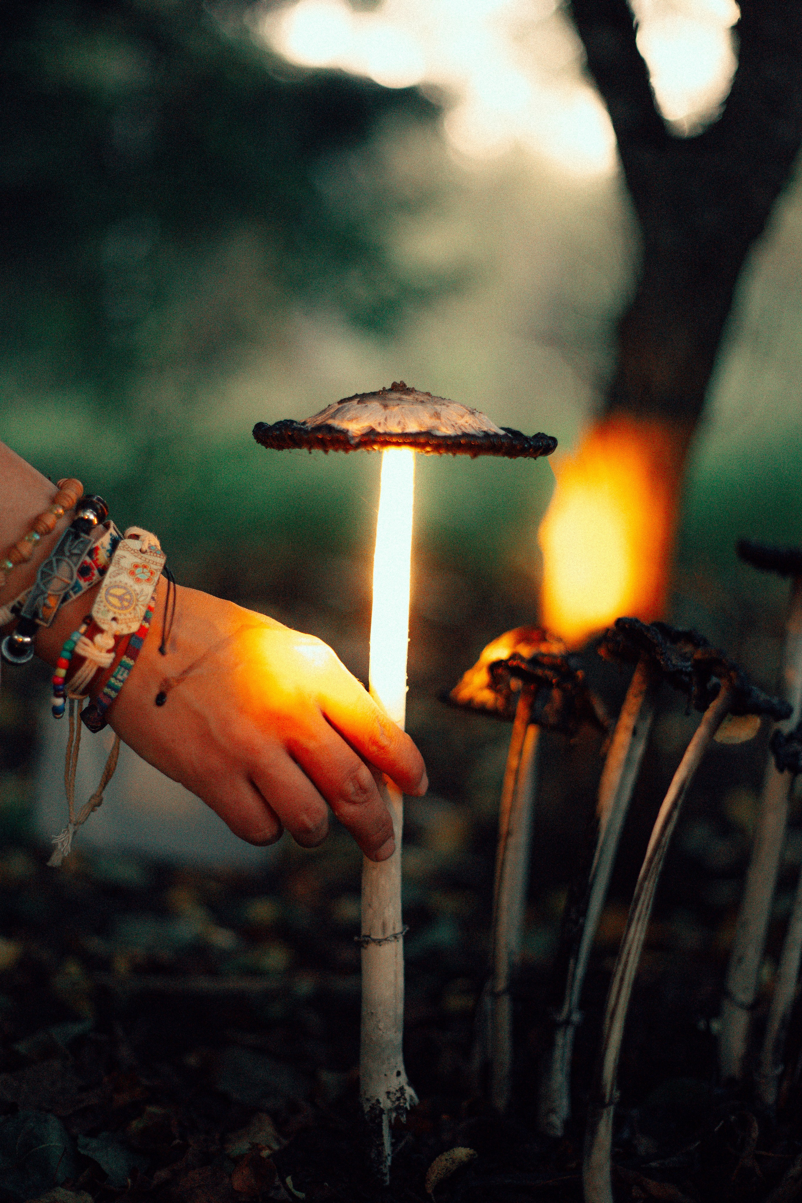 Лес. Колдунья. И волшебные грибы. Арт-фотограф Крис Л. в Тобольске: портрет, семейные, свадьбы