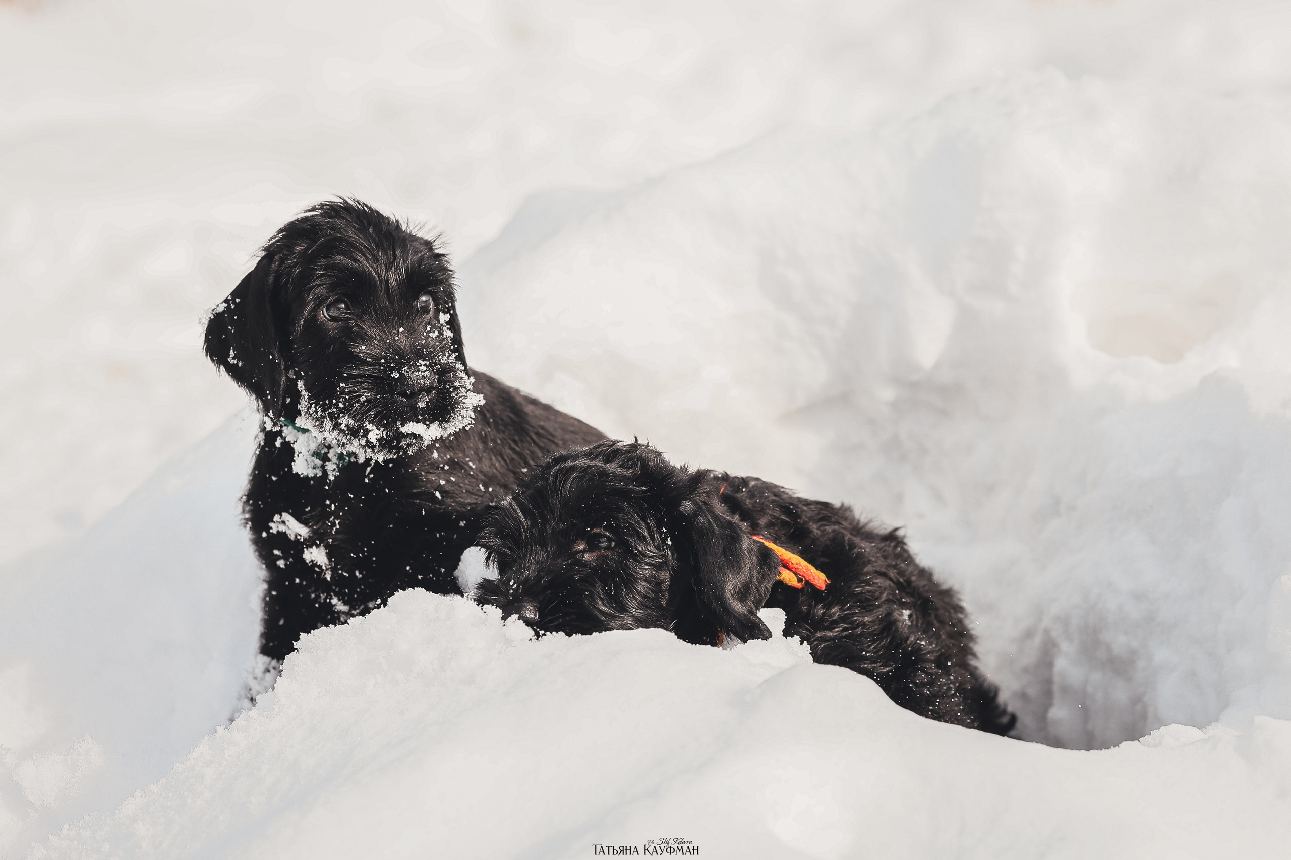 Ризеншнауцер, щенки ризеншнауцера, купить ризеншнауцера, купить щенка, ризеншнауцер Новосибирск, фотосъемка щенков, фотосессия собак, заказать фотосессию, фотографии щенков, сфотографировать щенка, фотограф Анималист, фотограф собак Новосибирск, фотограф анималист Новосибирск