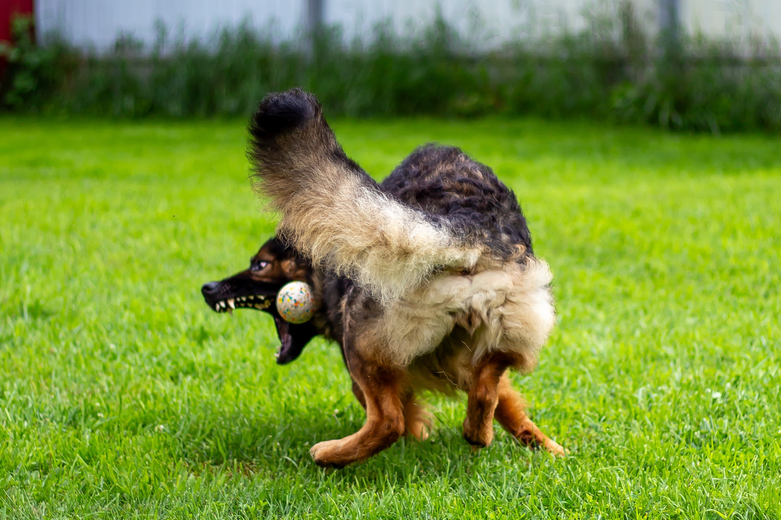 Собачья жизнь — Зоогостиница «Счастливые мечтатели». Фотограф • Орехово-Зуево • Балашиха • TEFO