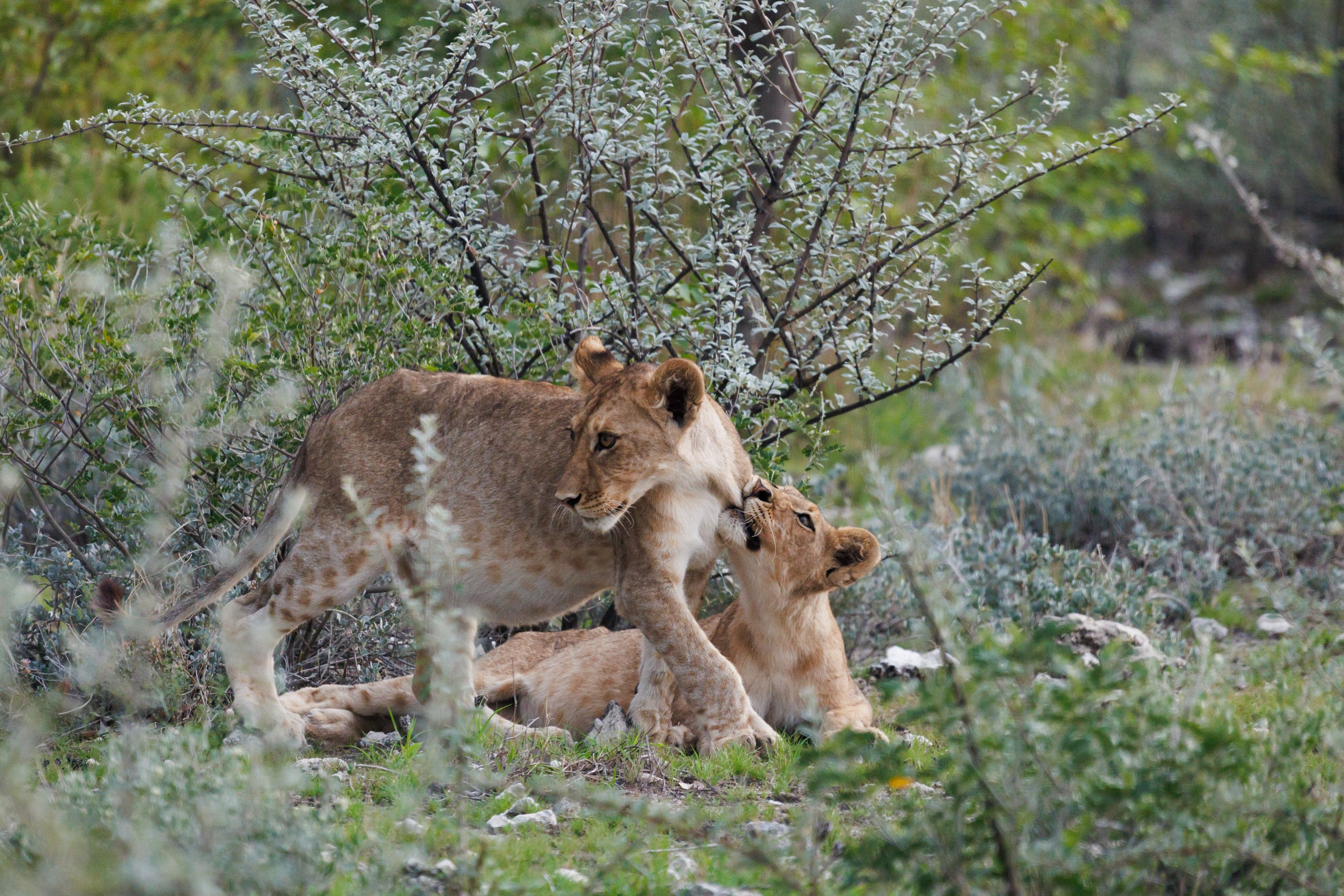НАМИБИЯ. Роадтрип