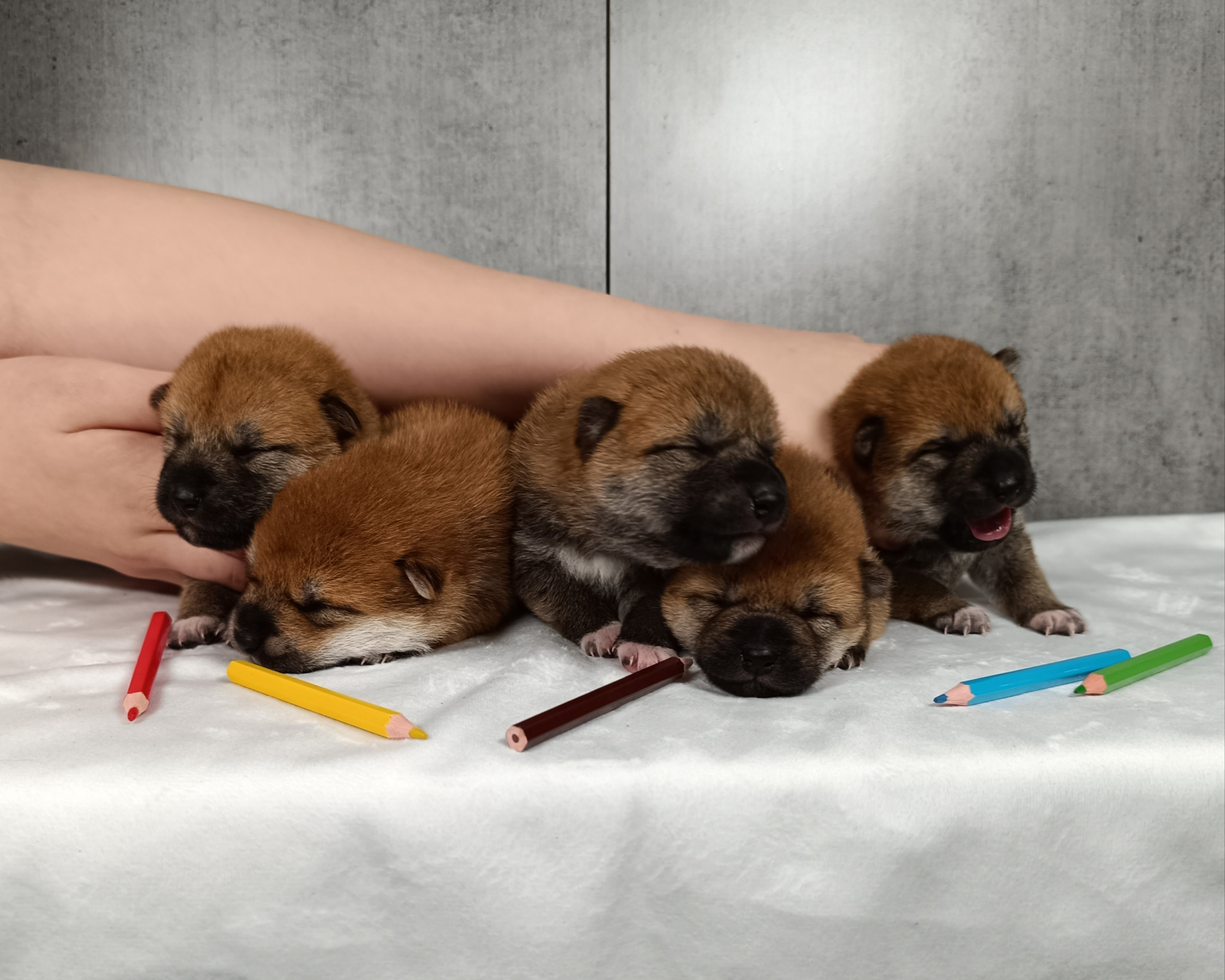 Помет j общее. Американская акита I Сиба ину I Питомник RUBYLIGHT