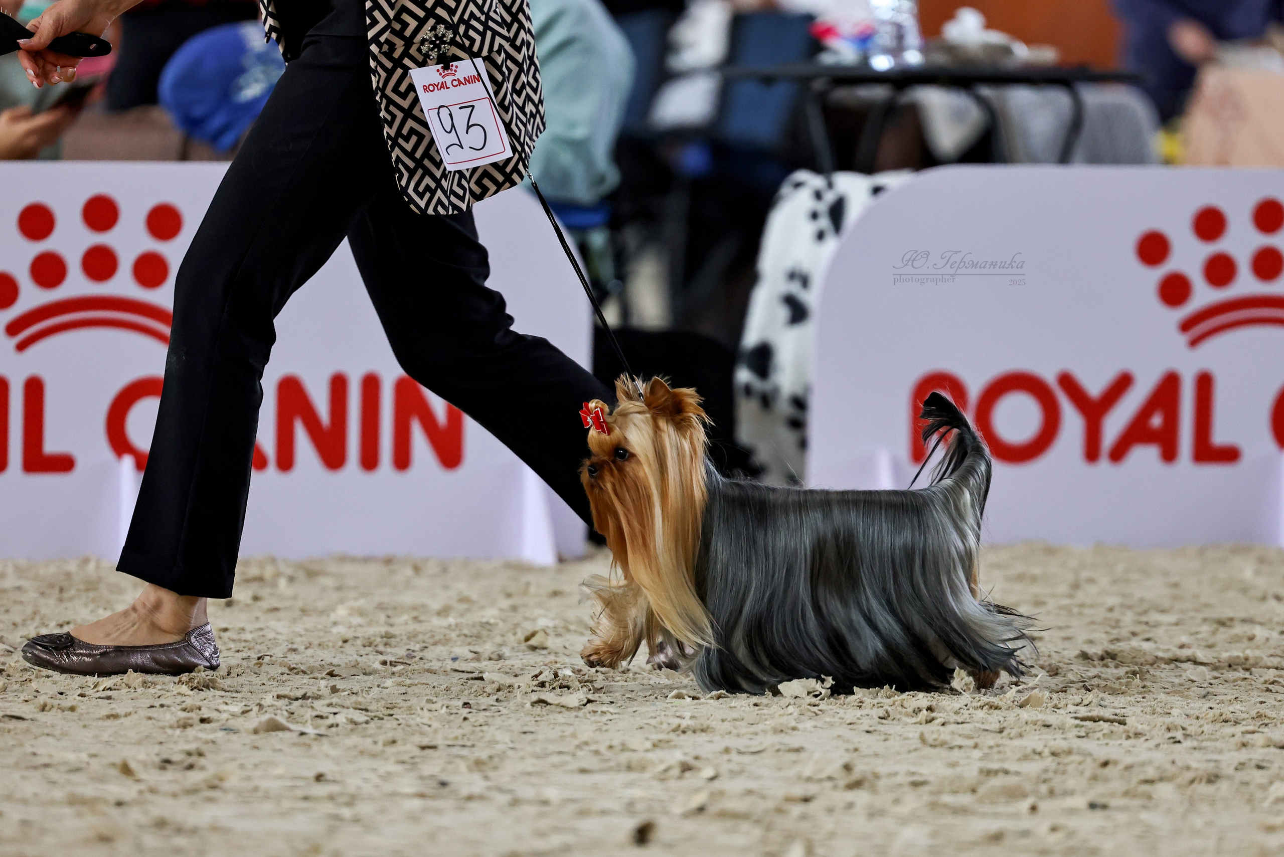 Астана 2хCACIB 26-28.09.2025. Фотограф-анималист Юлия Германика