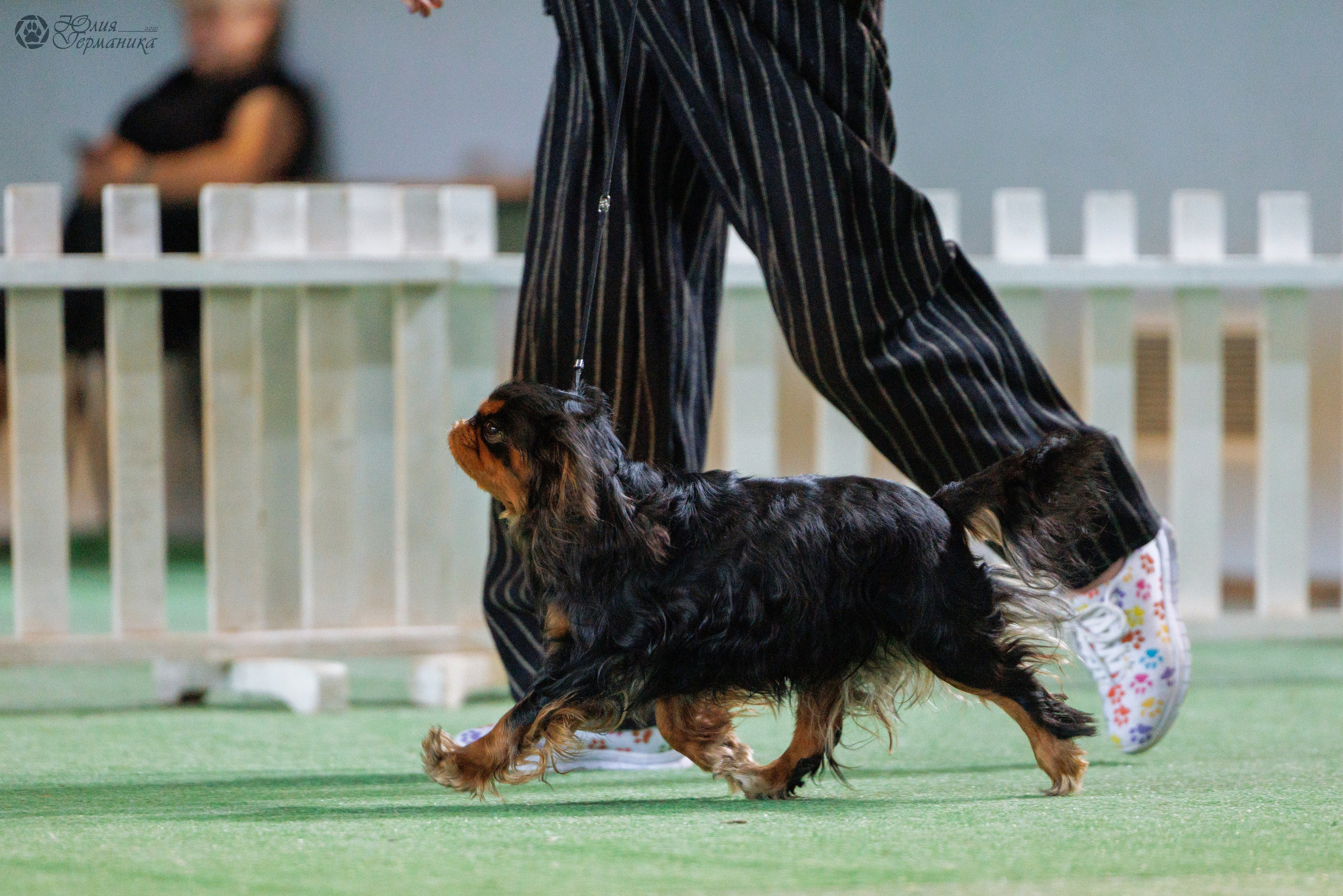 Грузия,Телави 2хCACIB 19-20.10.2024. Фотограф-анималист Юлия Германика