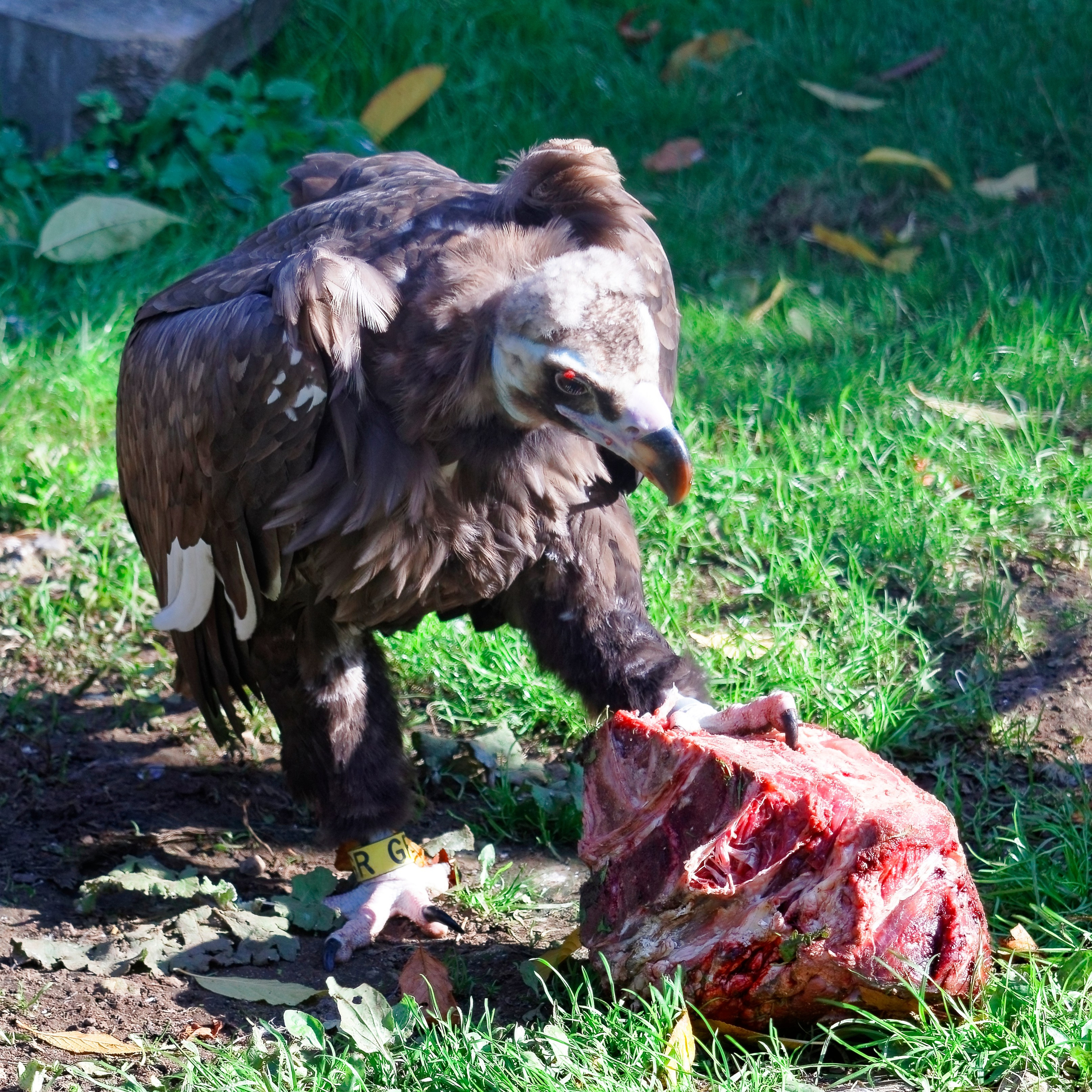 МОСКОВСКИЙ ЗООПАРК. Фотограф Владимир Роля
