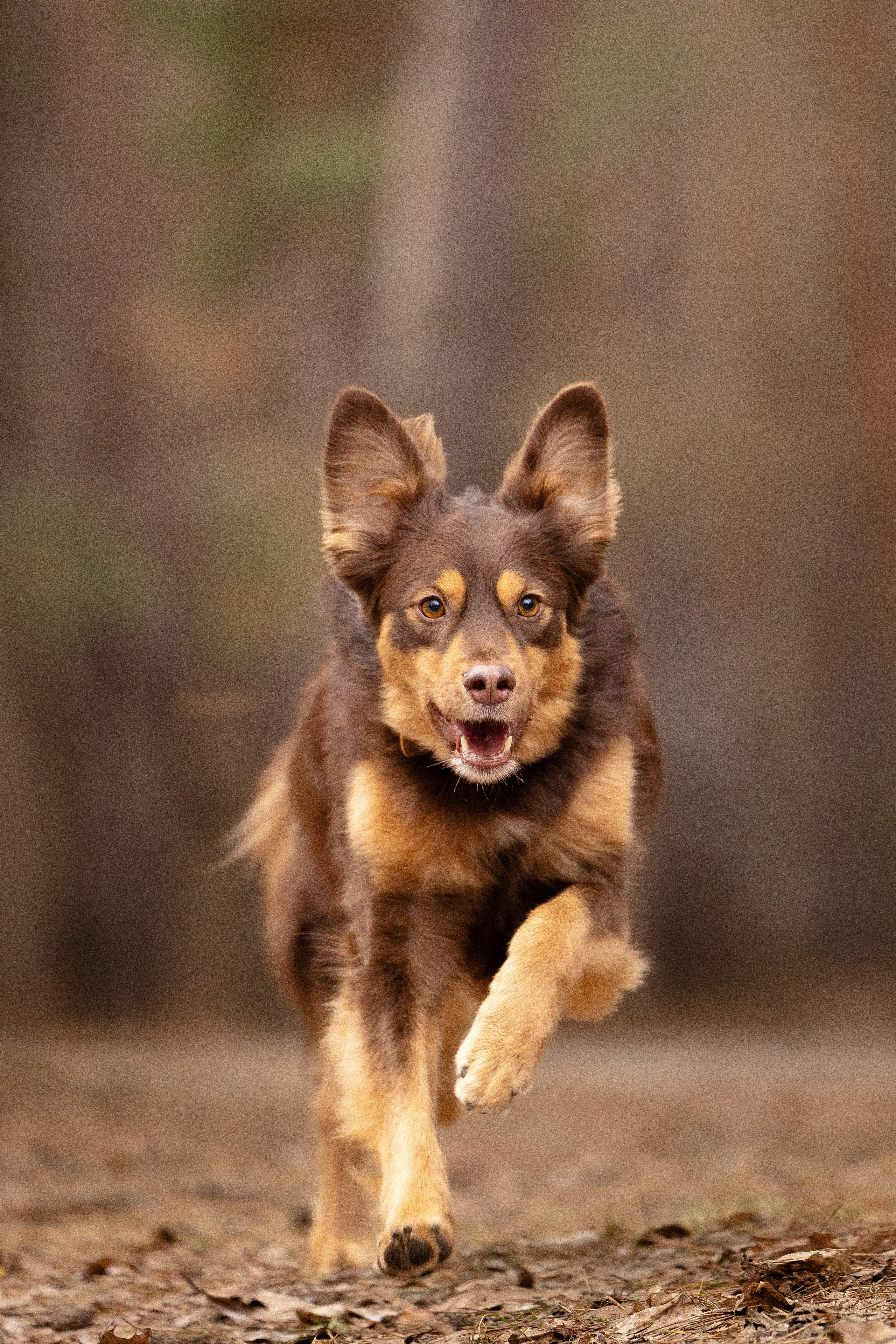 Катя и Мёд. Фотограф и видеограф анималист Аганина Дарья