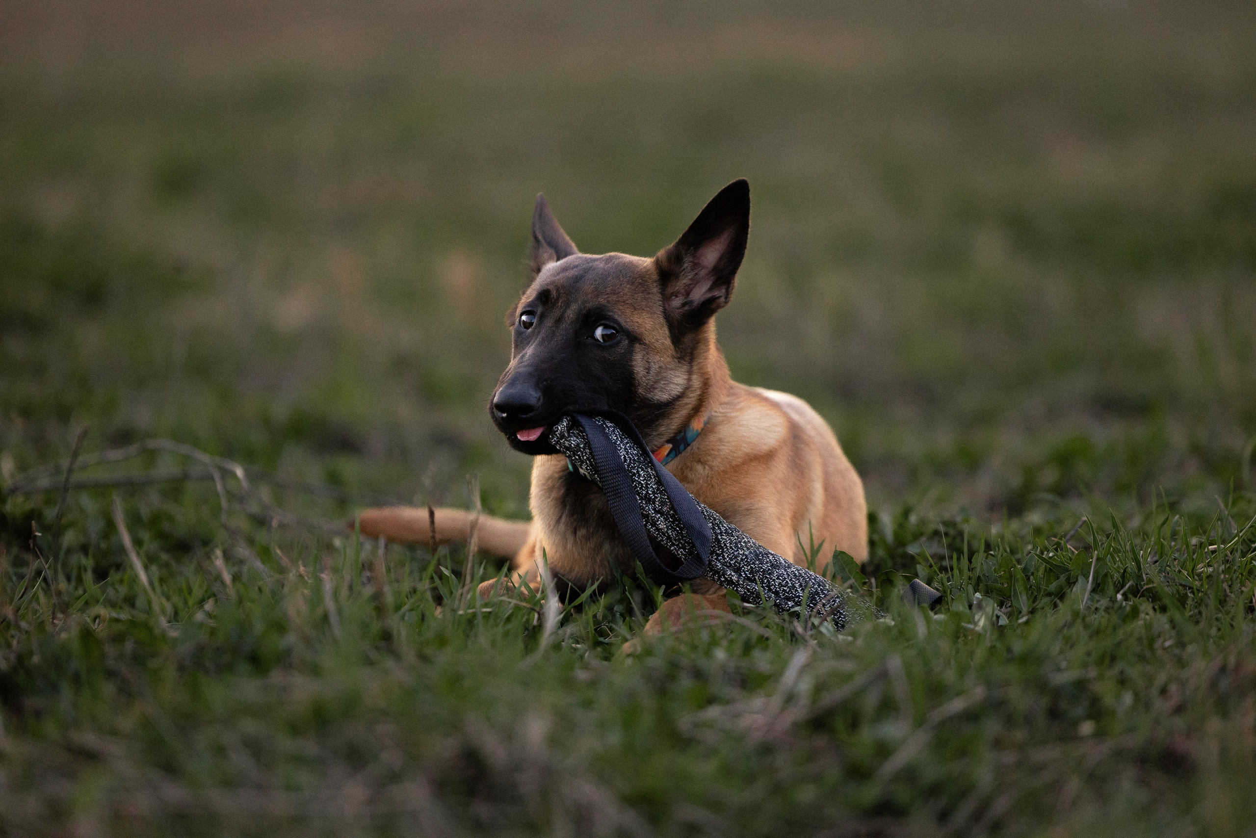 Разношерстная компания. Фотограф и видеограф анималист Аганина Дарья