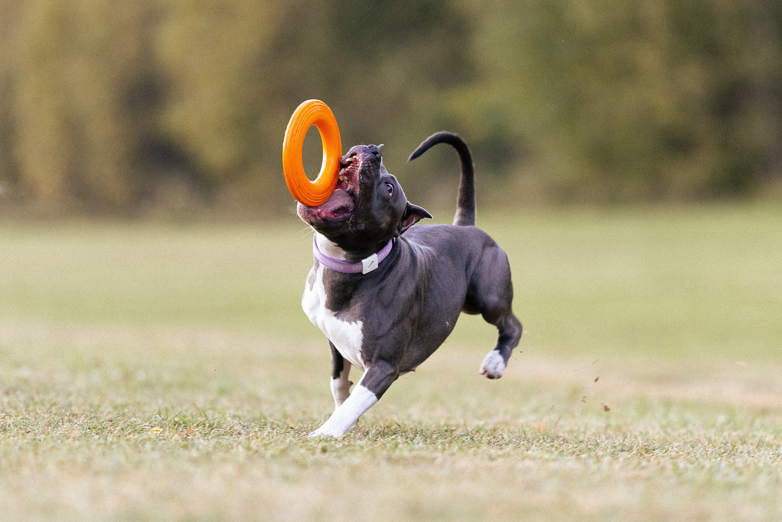 Катя, Леша, Лея и Трой. Фотограф и видеограф анималист Аганина Дарья