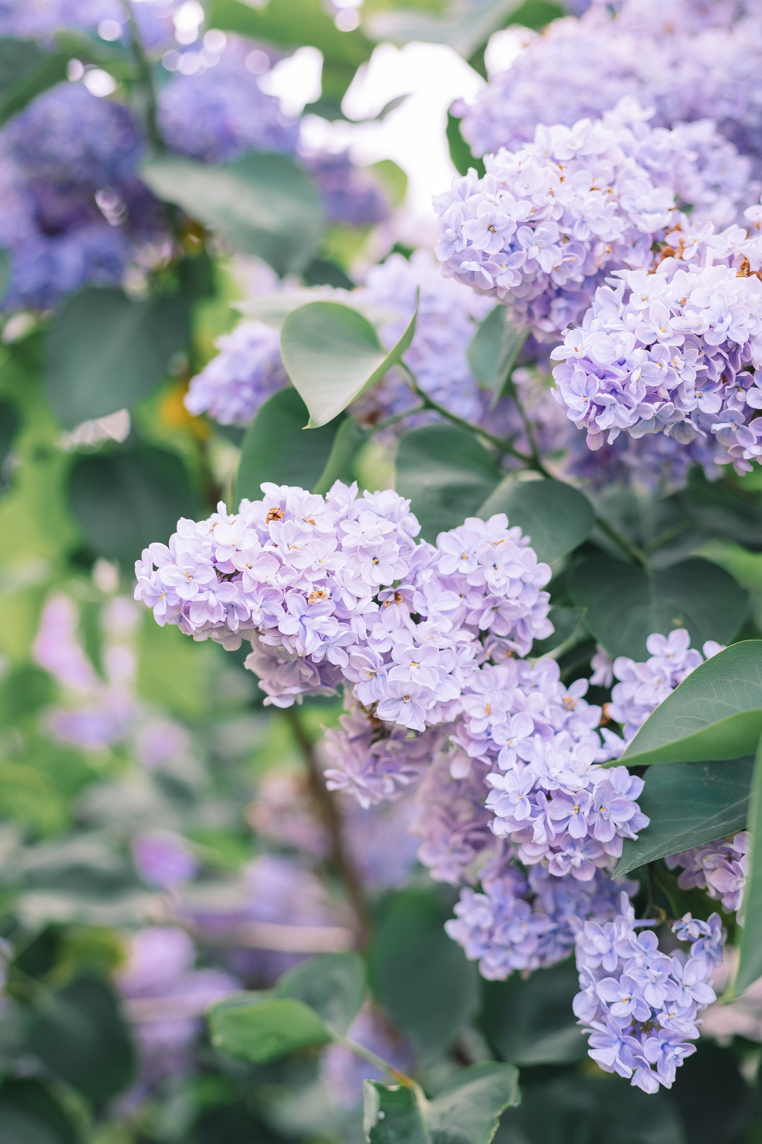 Детская фотосессия в Сирени. Фотограф в Санкт-Петербурге, Анна Скворцова