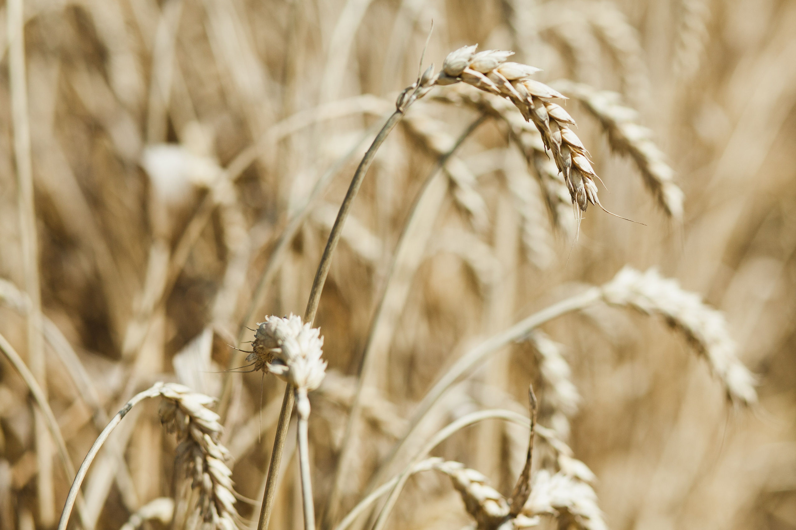 В поле с колосьями. Семейный и школьный фотограф Громова Ольга