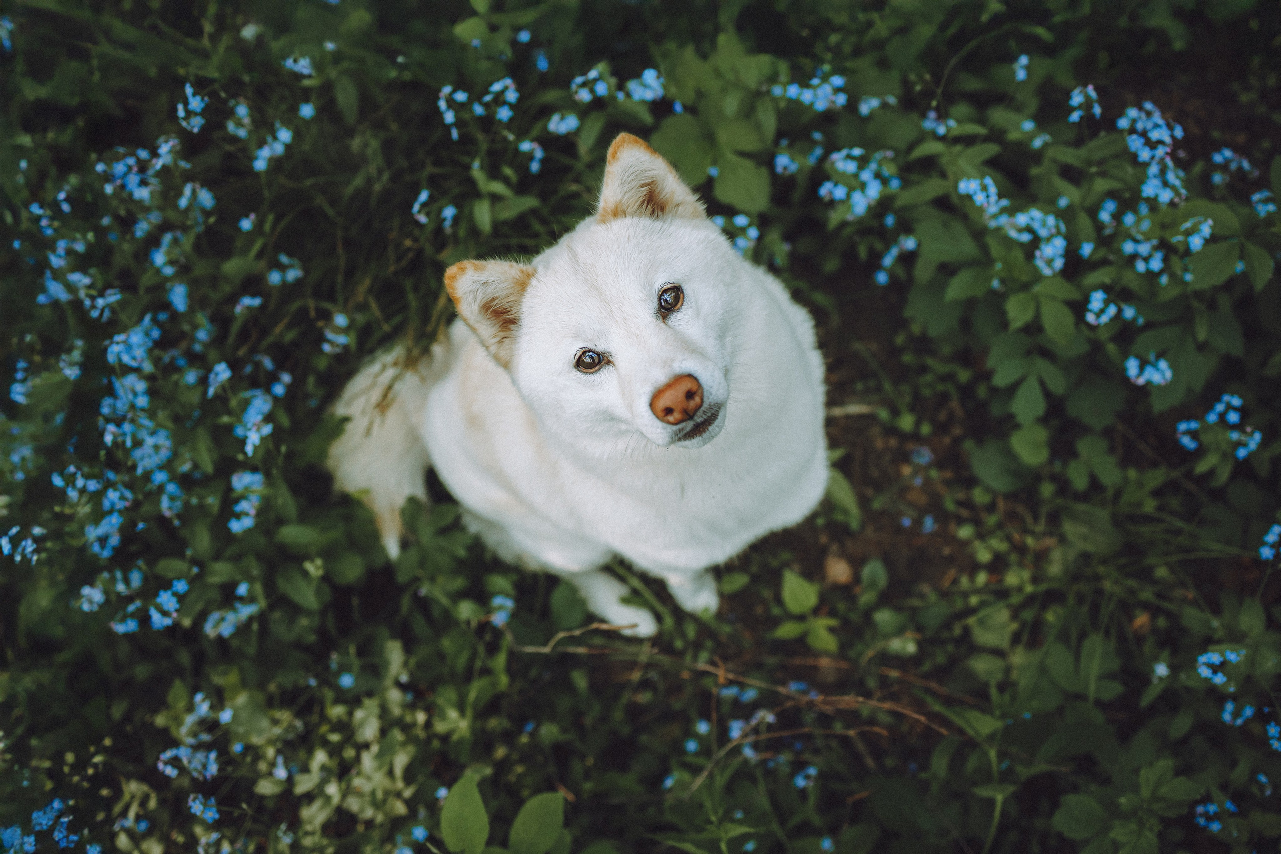 Шед, Цири, Чиби, Цера и их семья