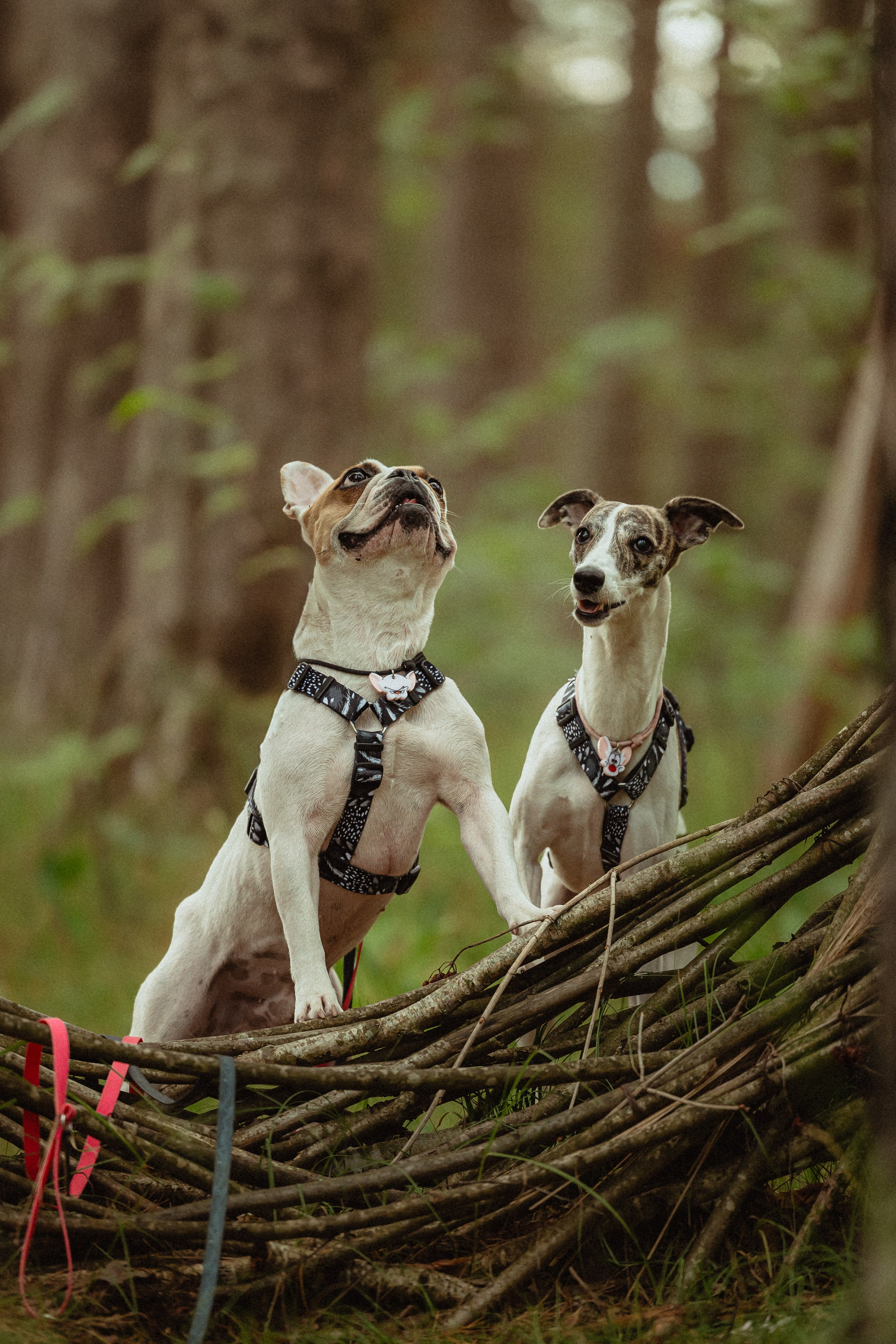 Выездной дог-тренинг от школы «Шерсть имею»