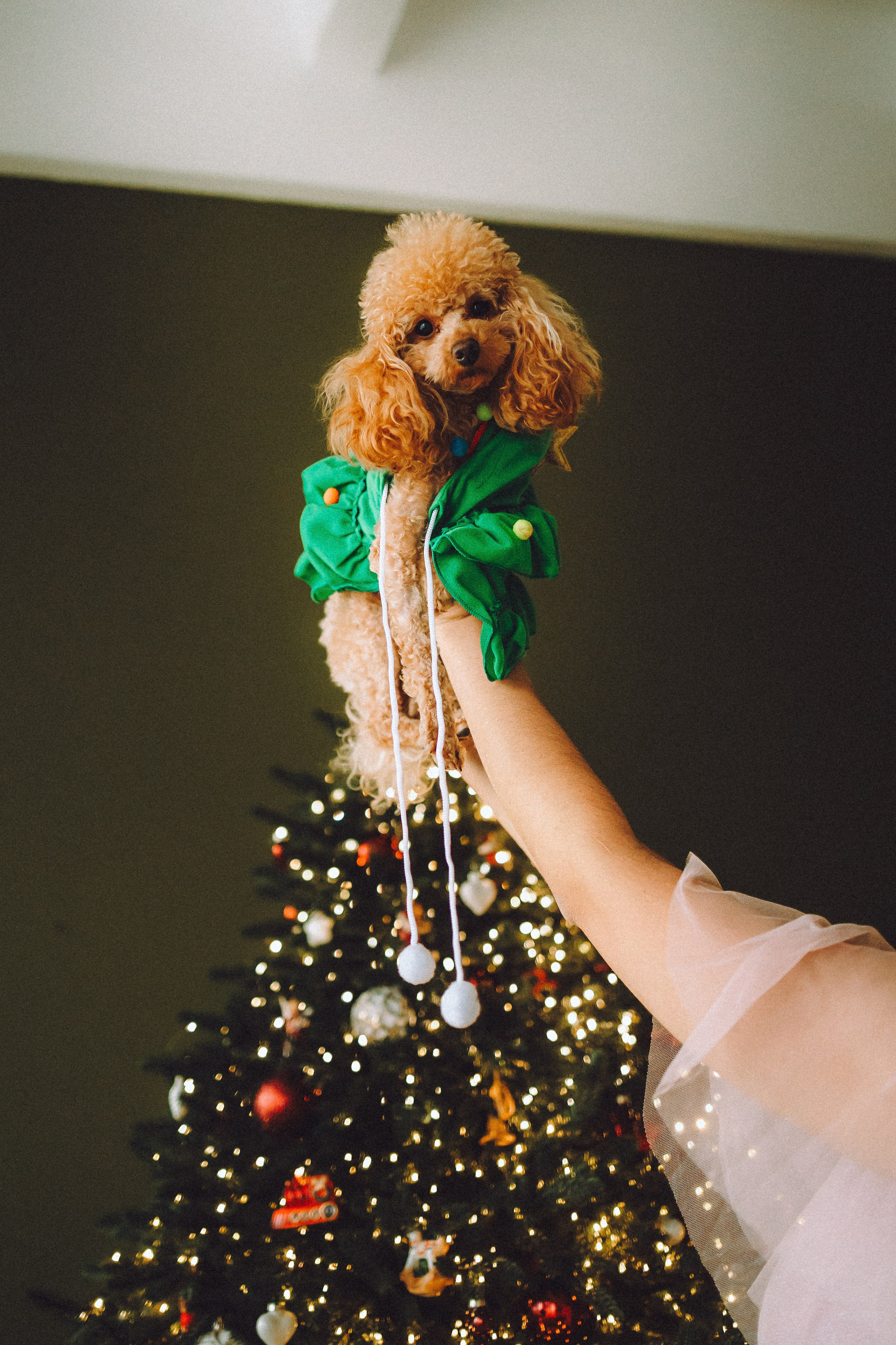 Джули, Шелли и их семья