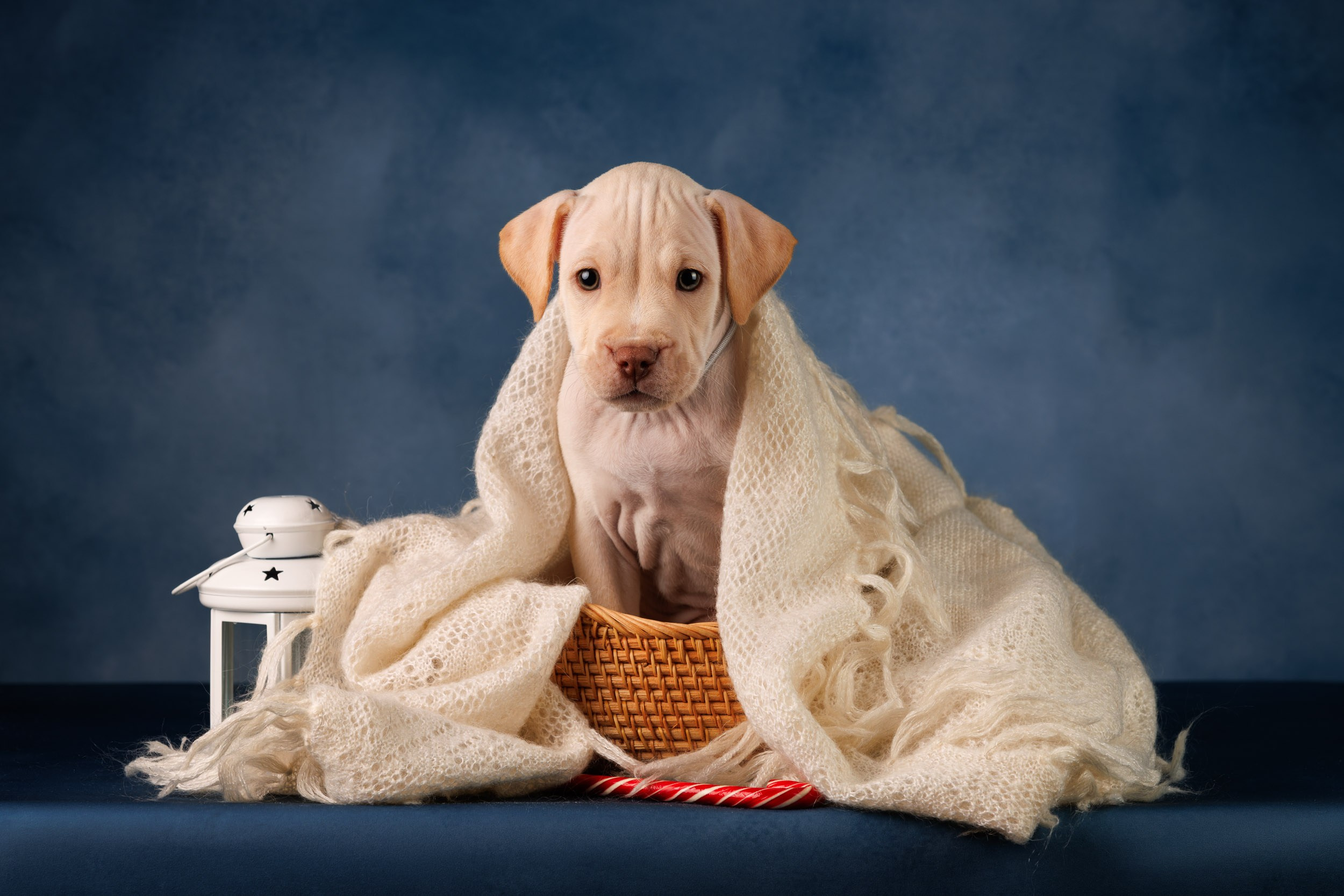 Съемка щенков АПБТ. Фотограф-анималист в Москве и Московской области Татьяна Фролова